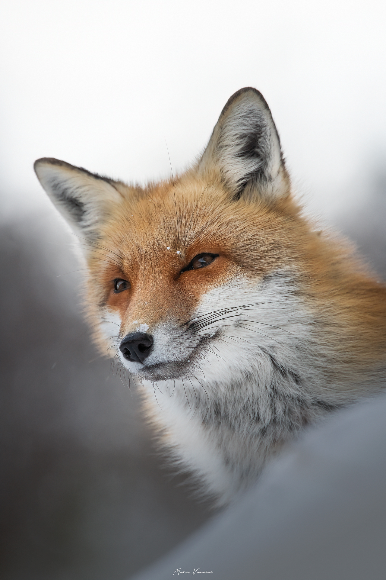 Sguardo irresistibile