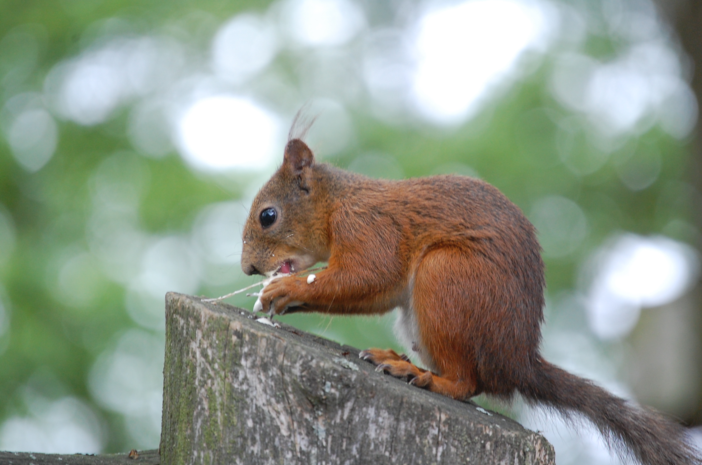 il pranzo dello scoiattolo