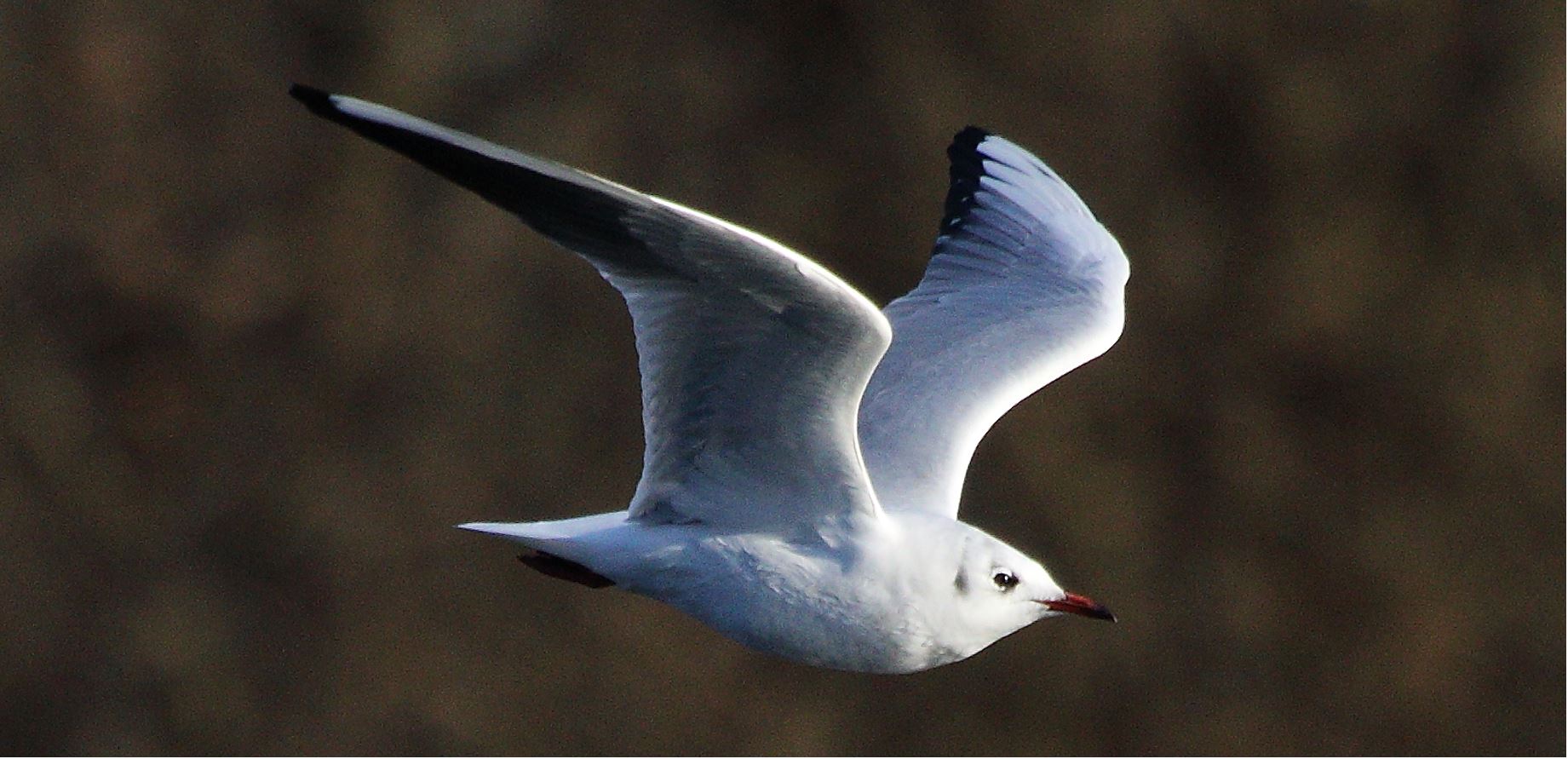 terrestrial gull 29-01-2022