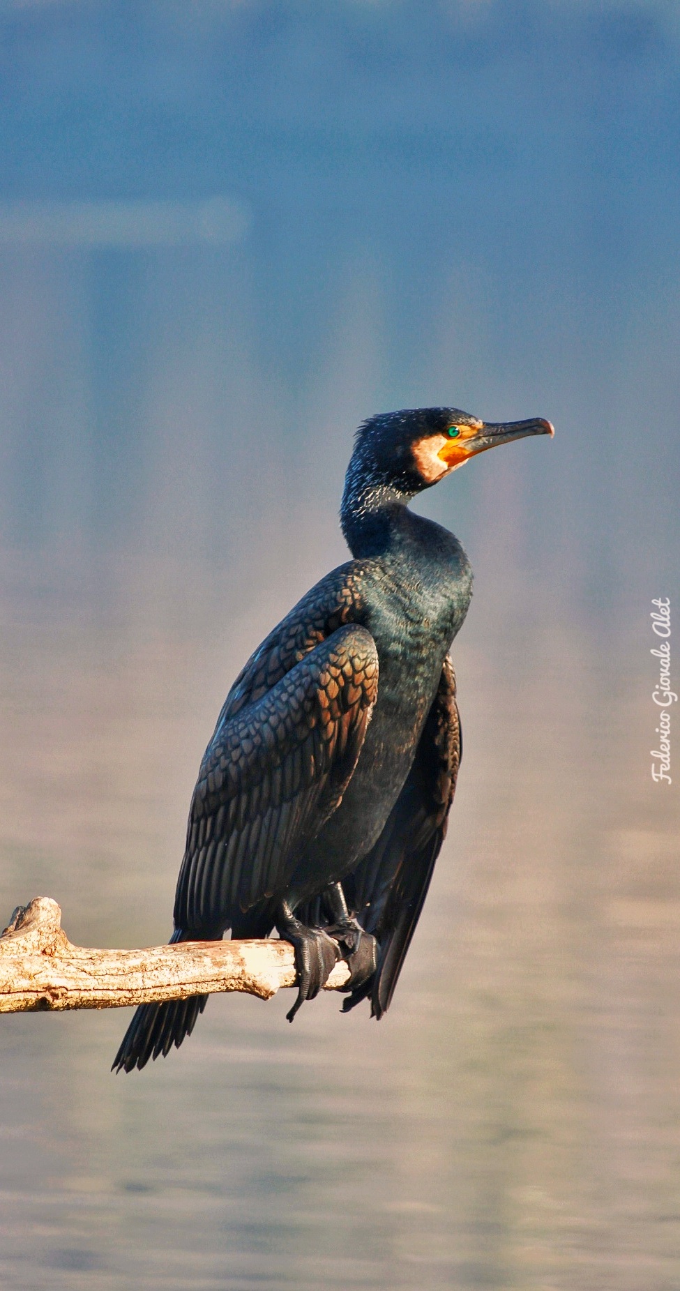Cormorant posing