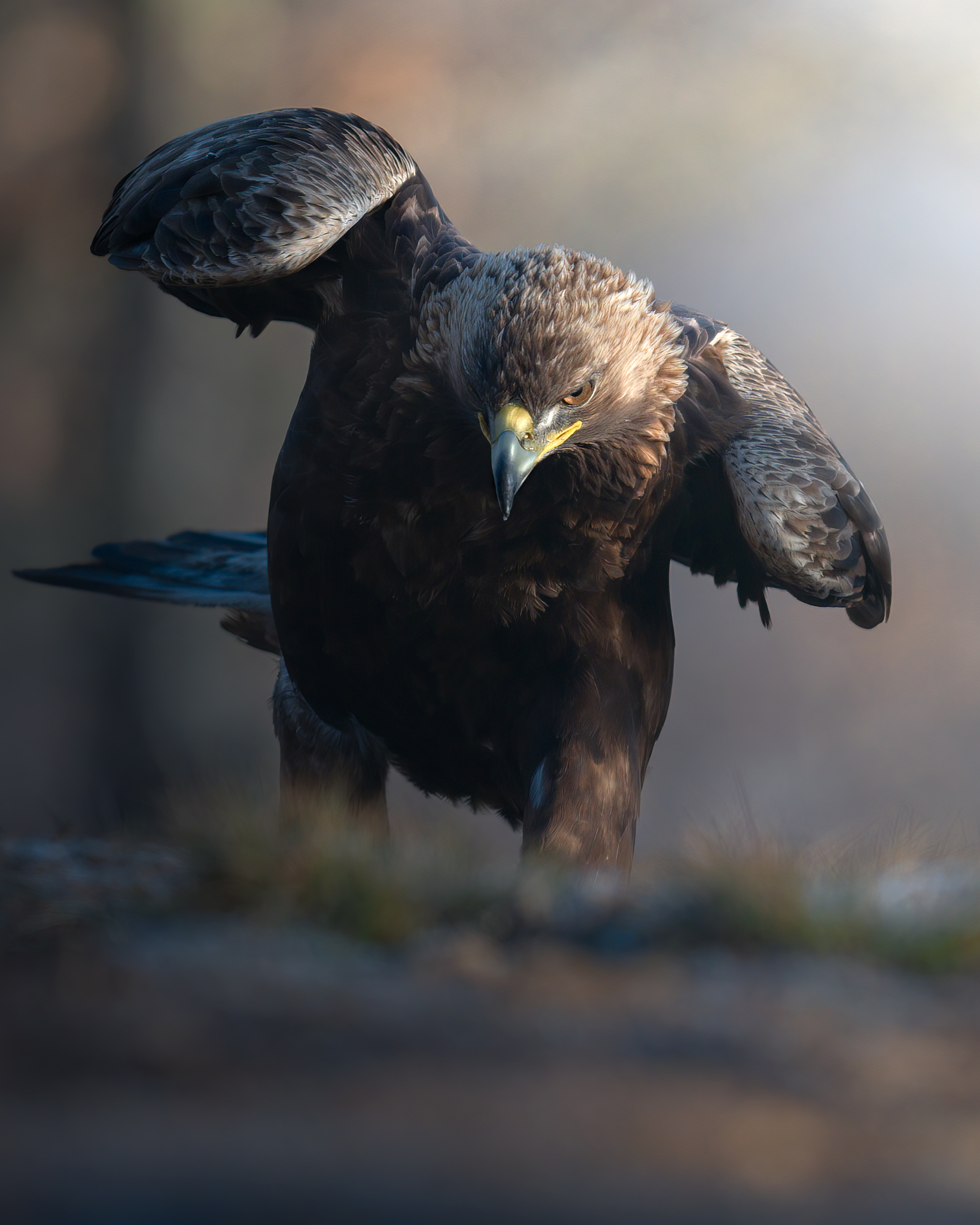 Golden Eagle