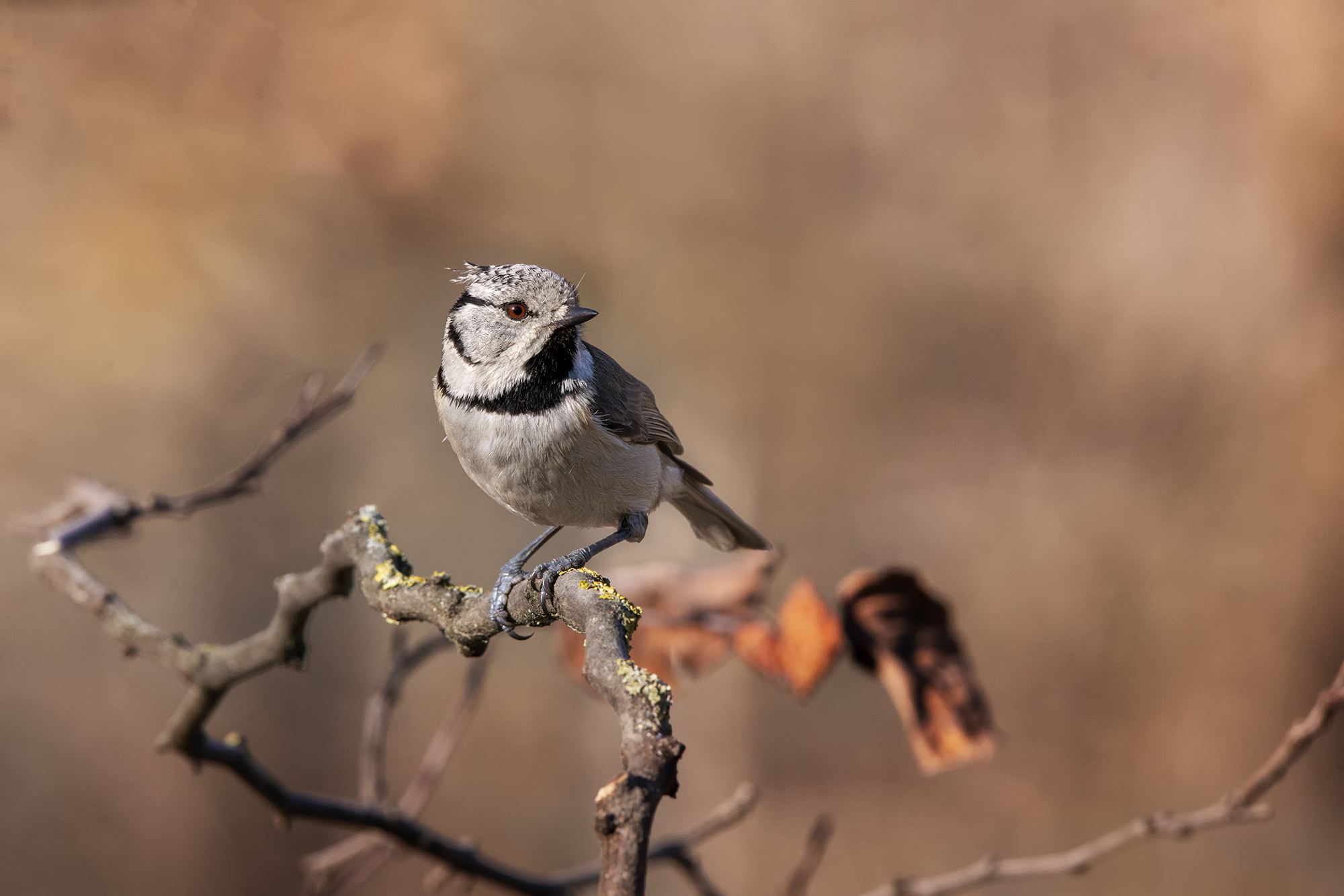 Tufted