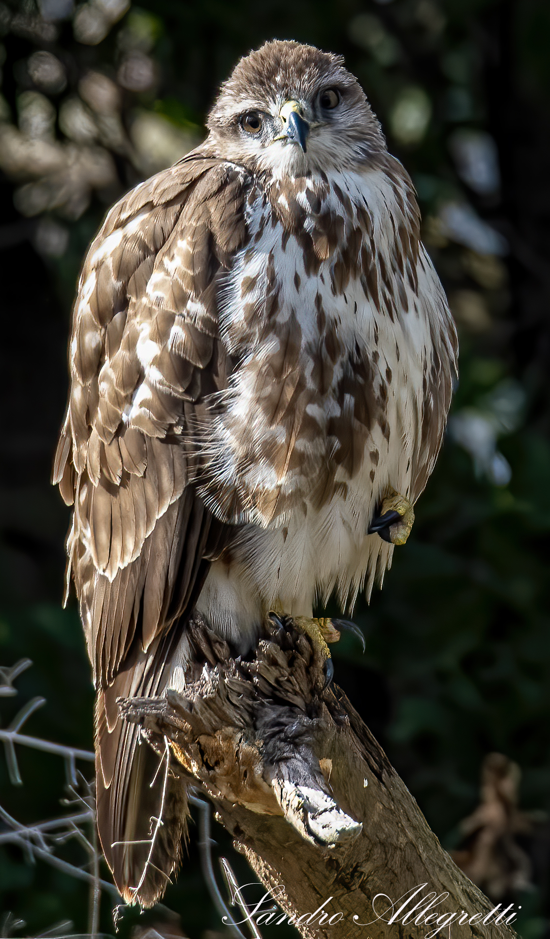 The common buzzard (buteo buteo)