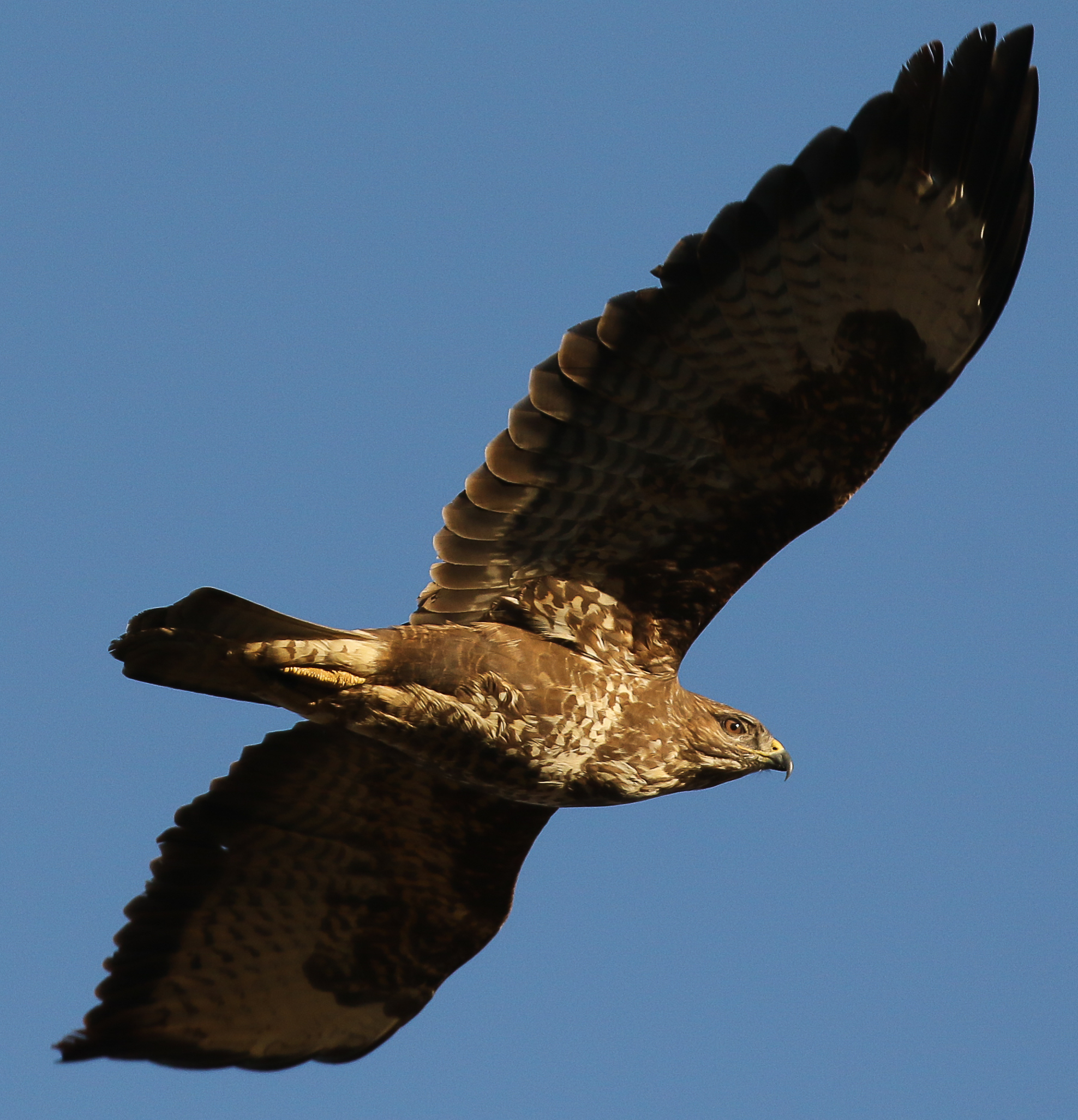 Buzzard passing through!