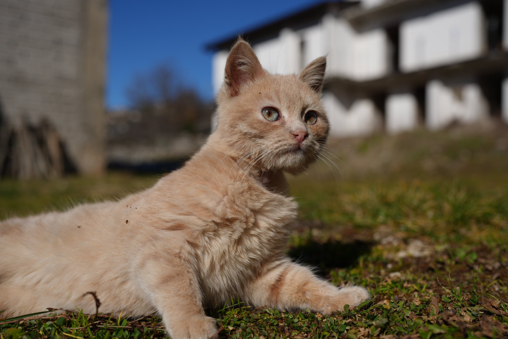 the king of the savannah