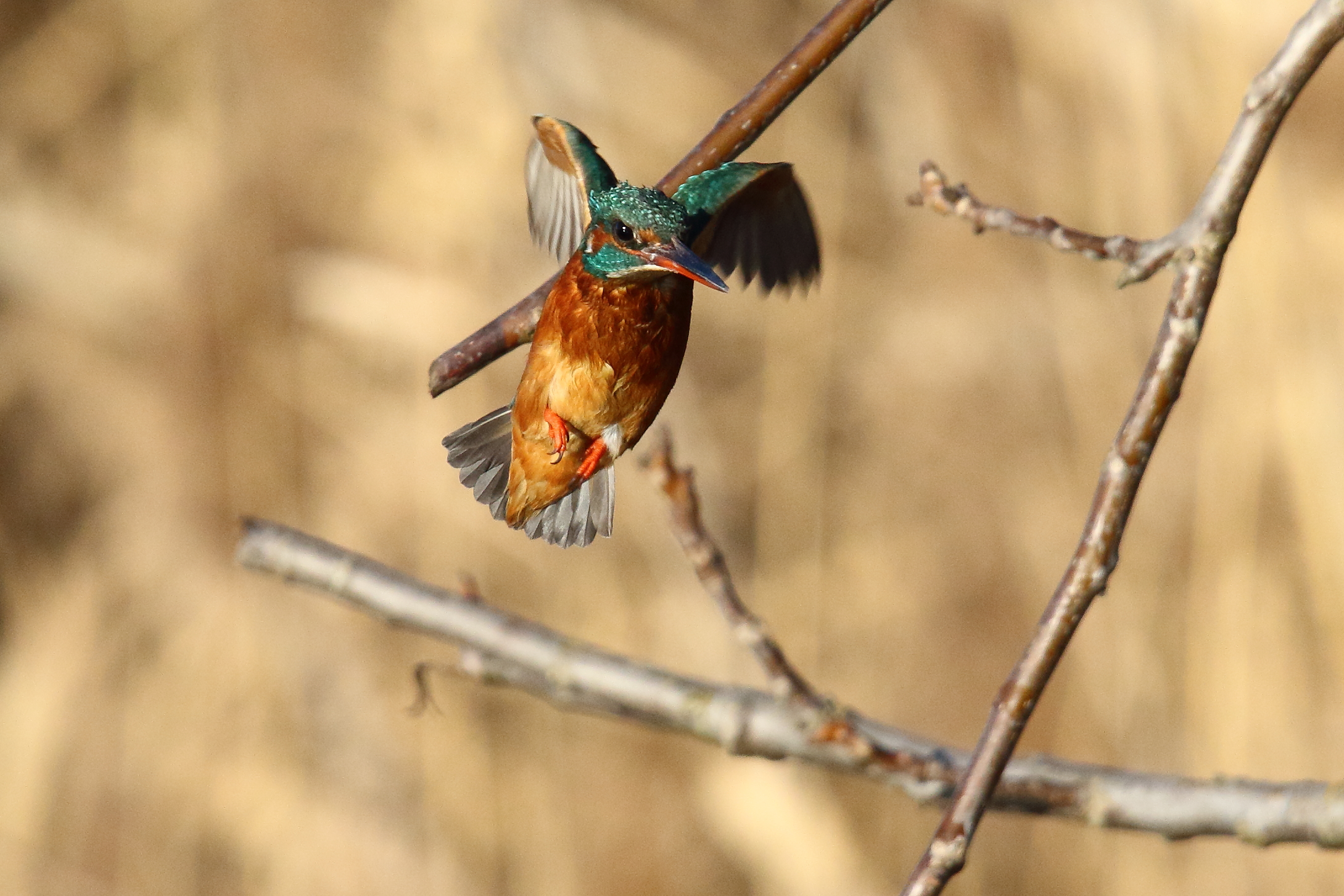la Martina spicca il volo 2