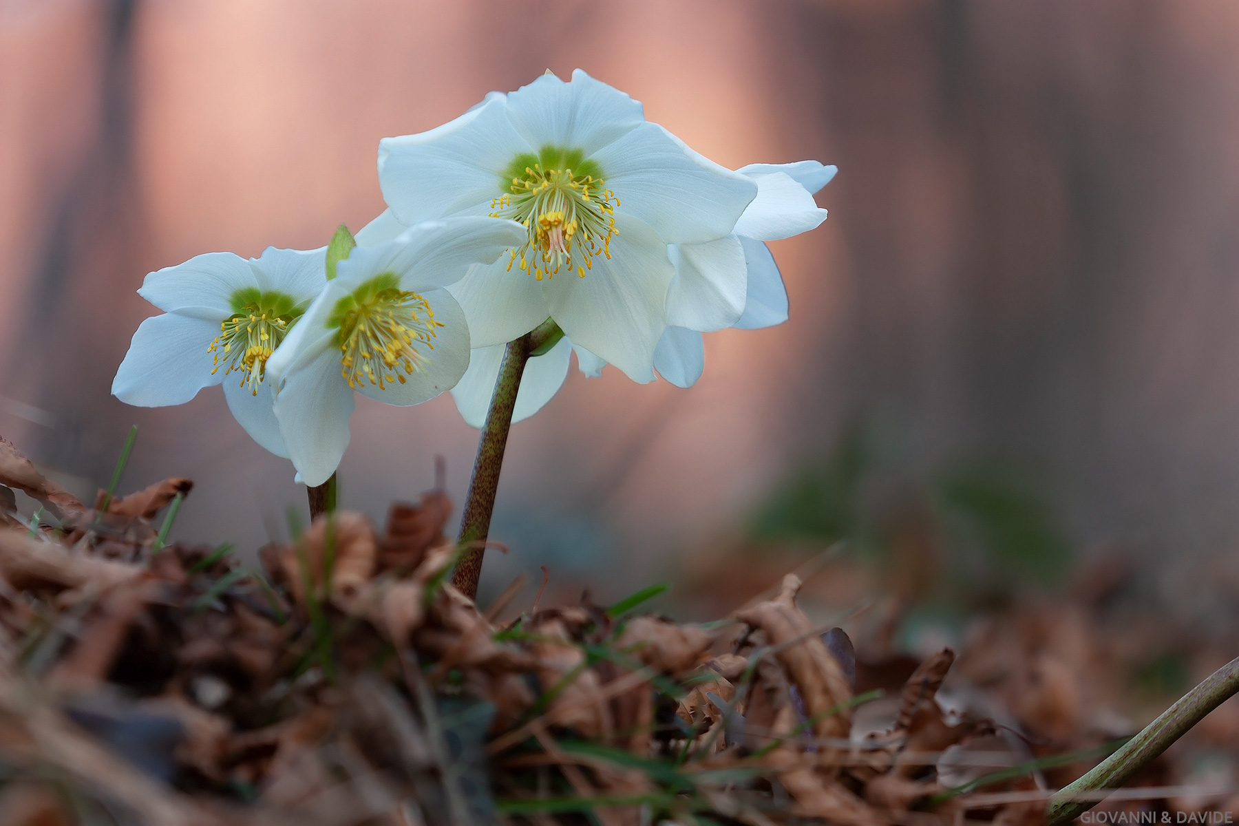... Christmas rose...