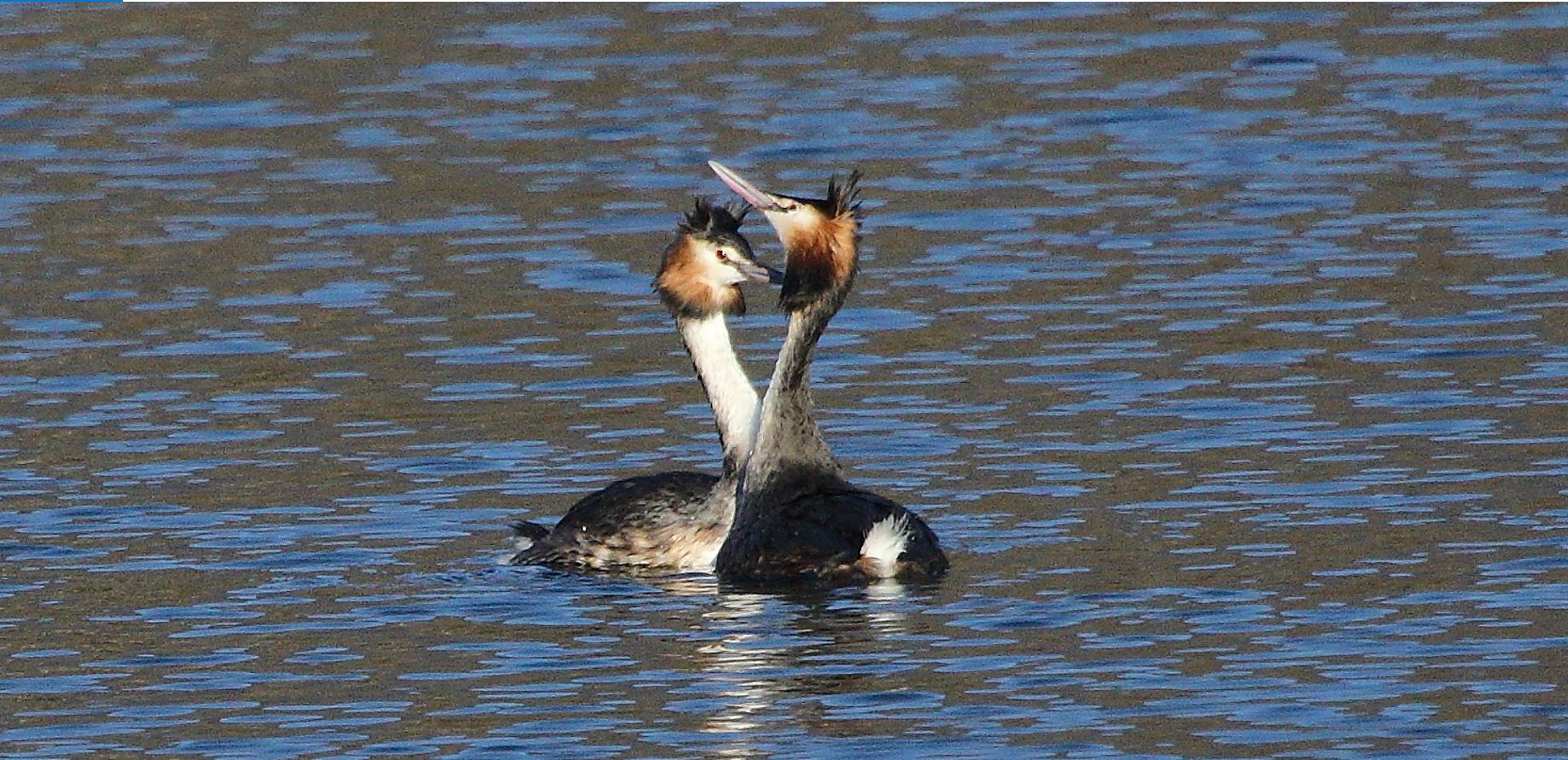 grebes 29-01-2022