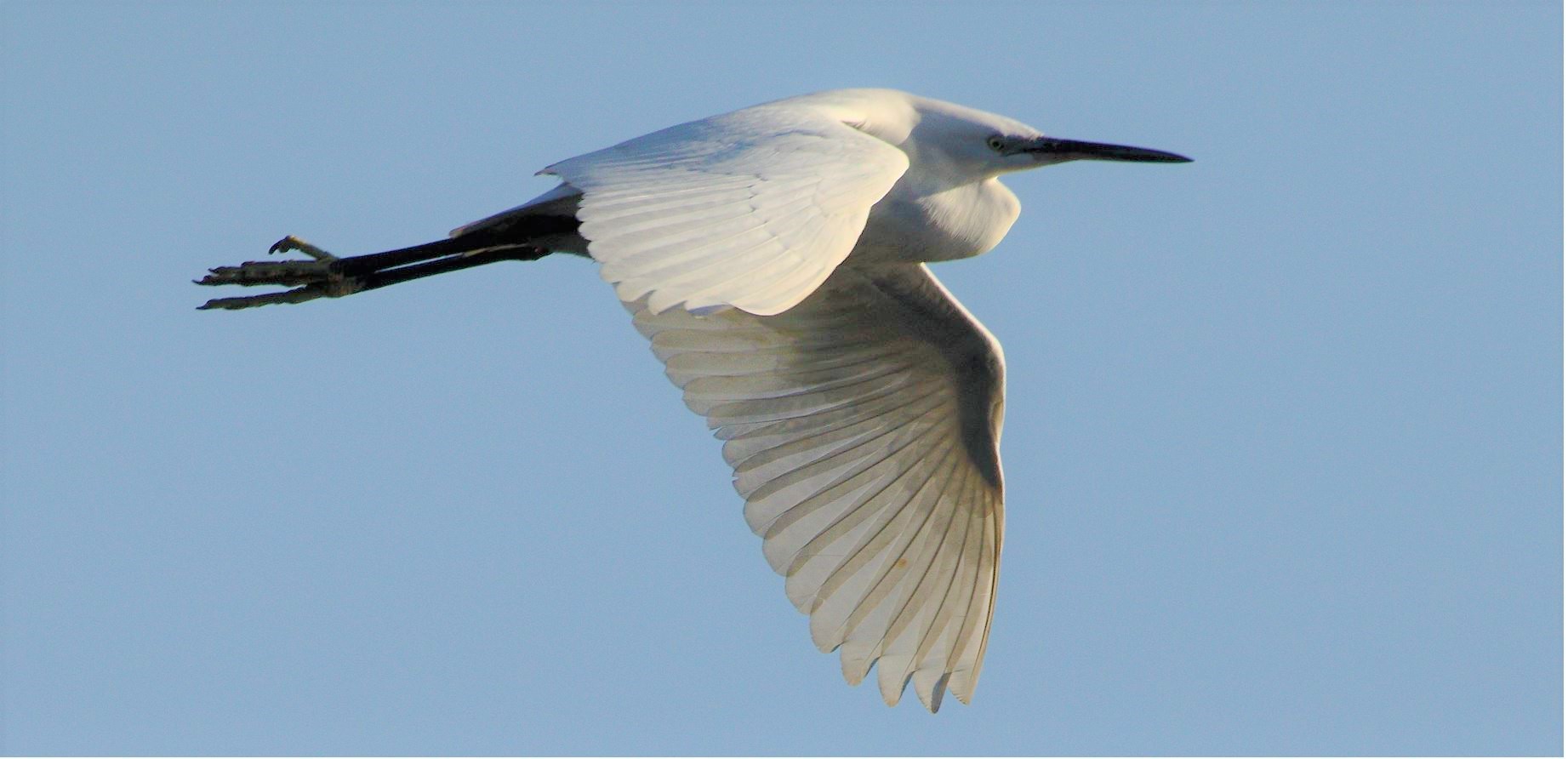 egret 29-01-2022