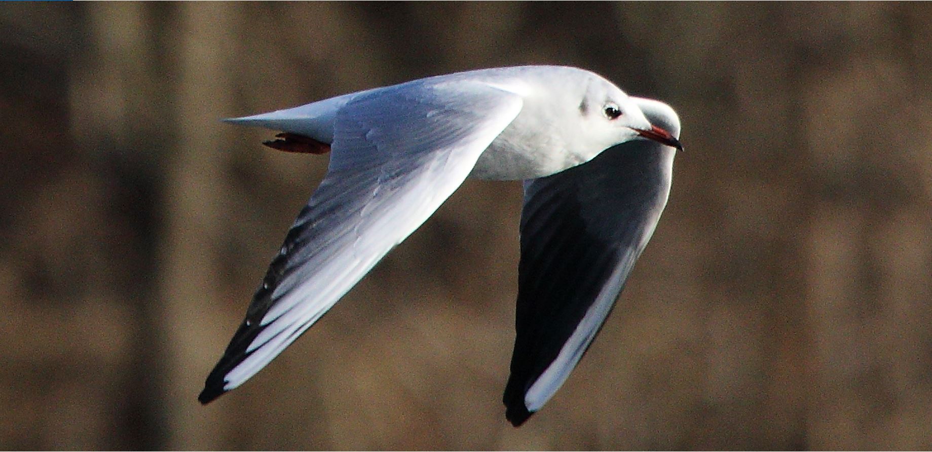 terrestrial gull 29-01-2022