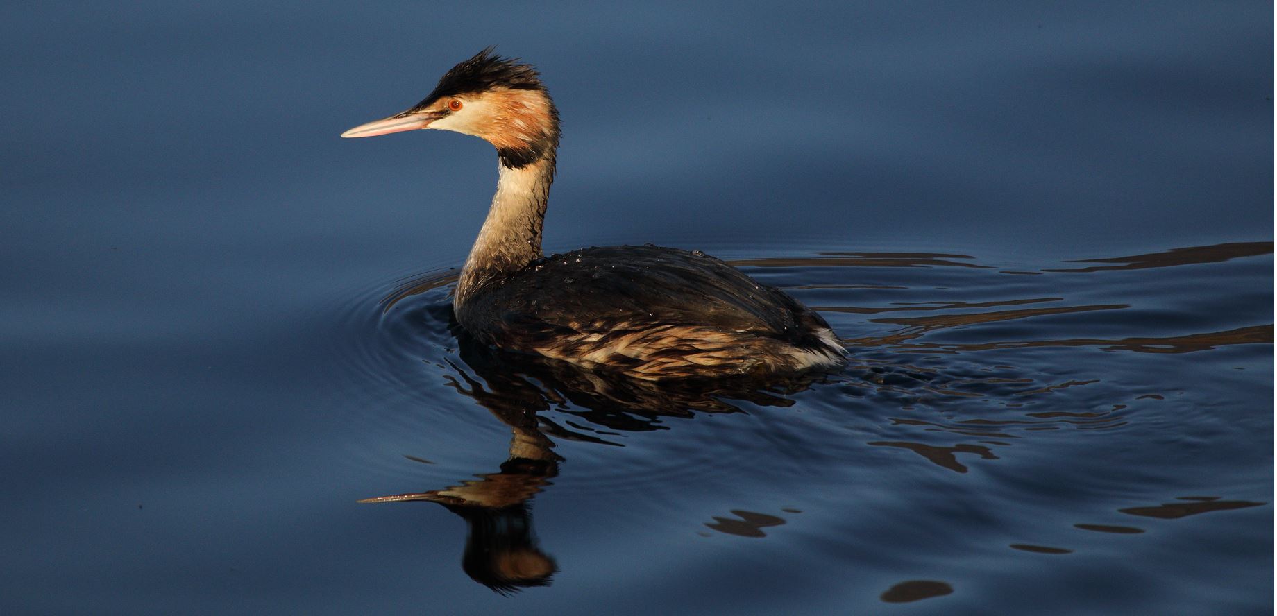 grebe 29-01-2022