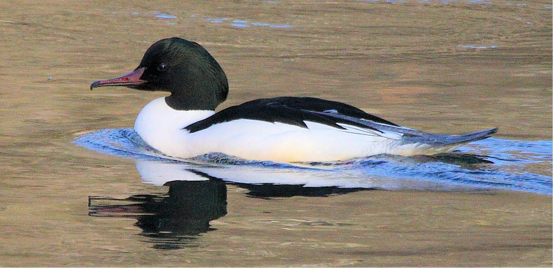 merganser M 29-01-2022
