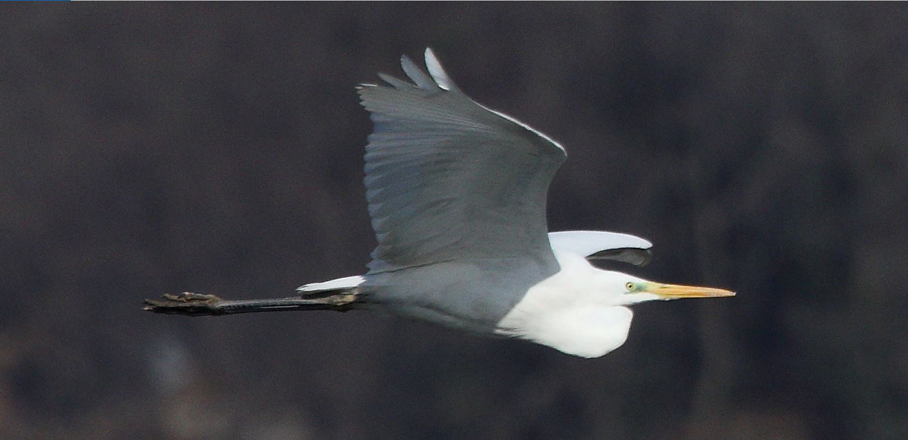 major white 29-01-2022