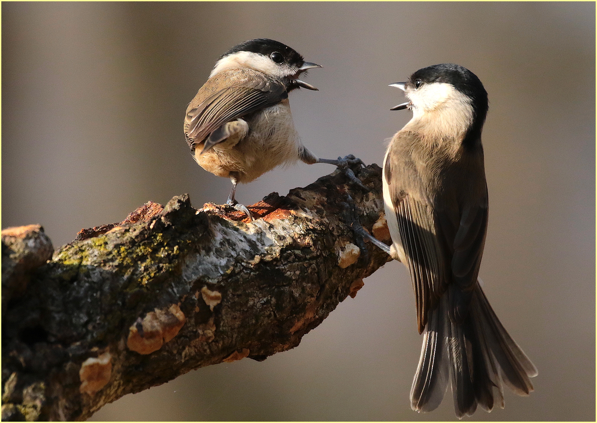 '' now I'll give you,,, cincie bigie