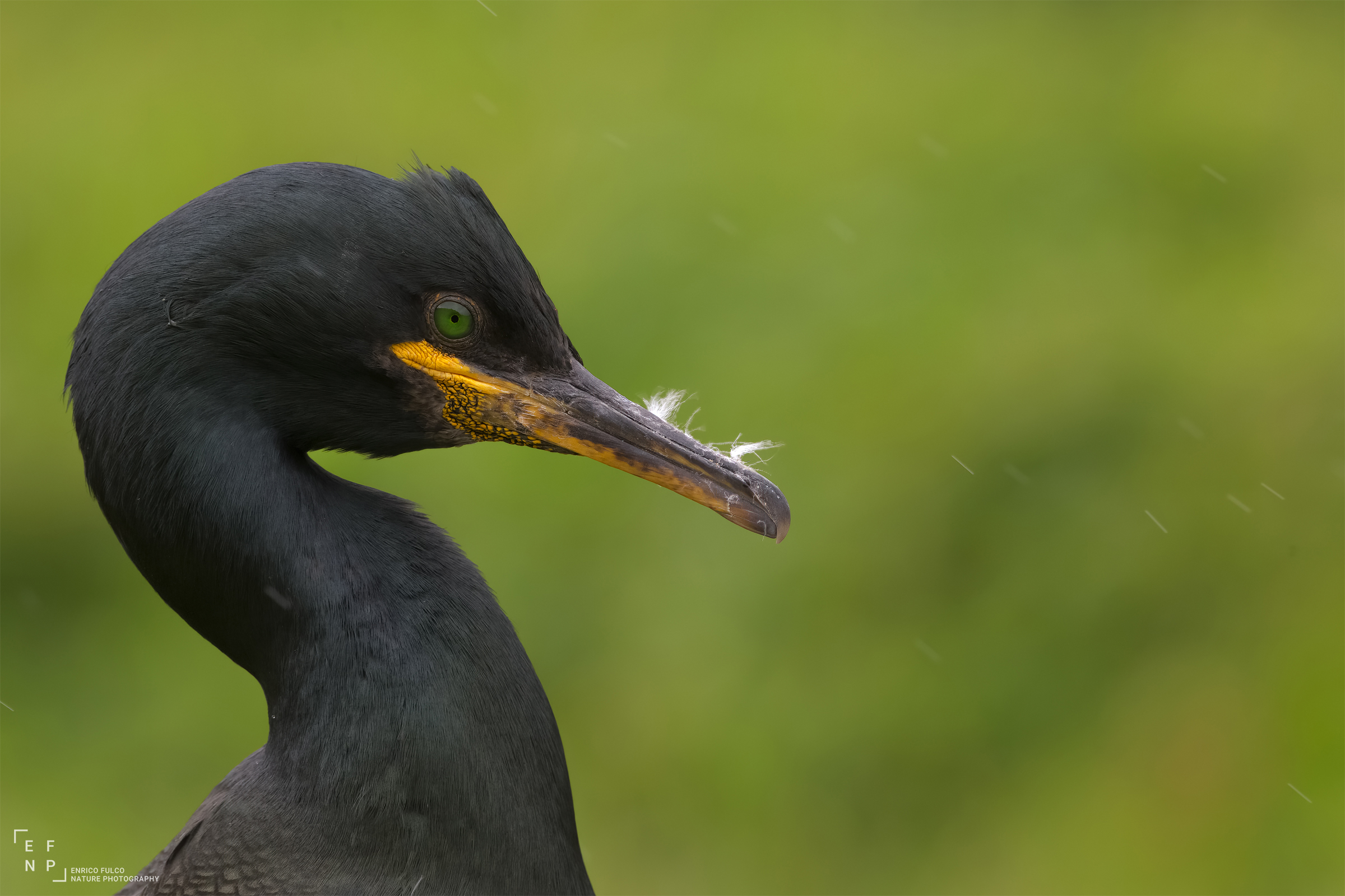 Marangone dal ciuffo