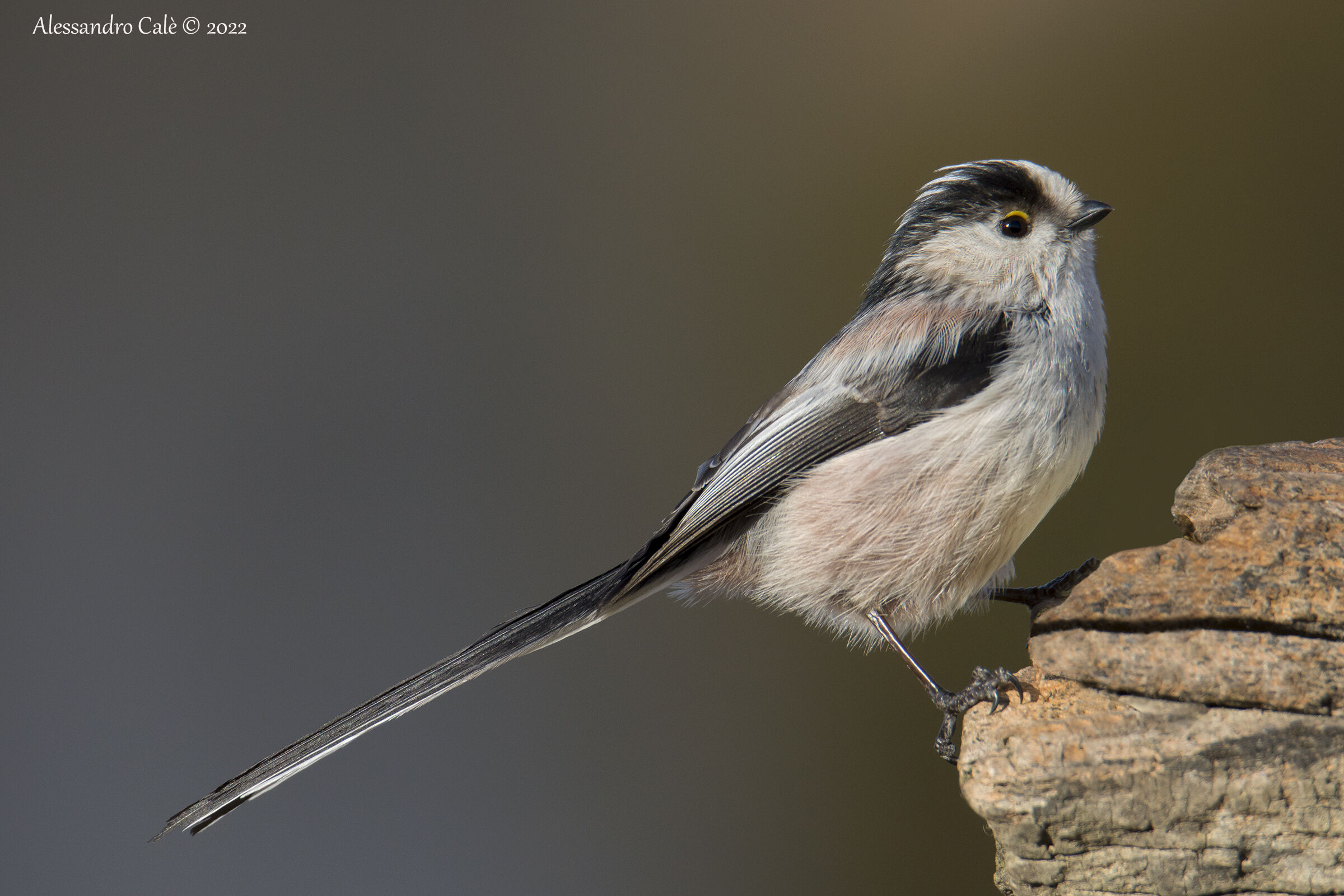 Aegithalos caudatus ( Codibugnolo) 6701