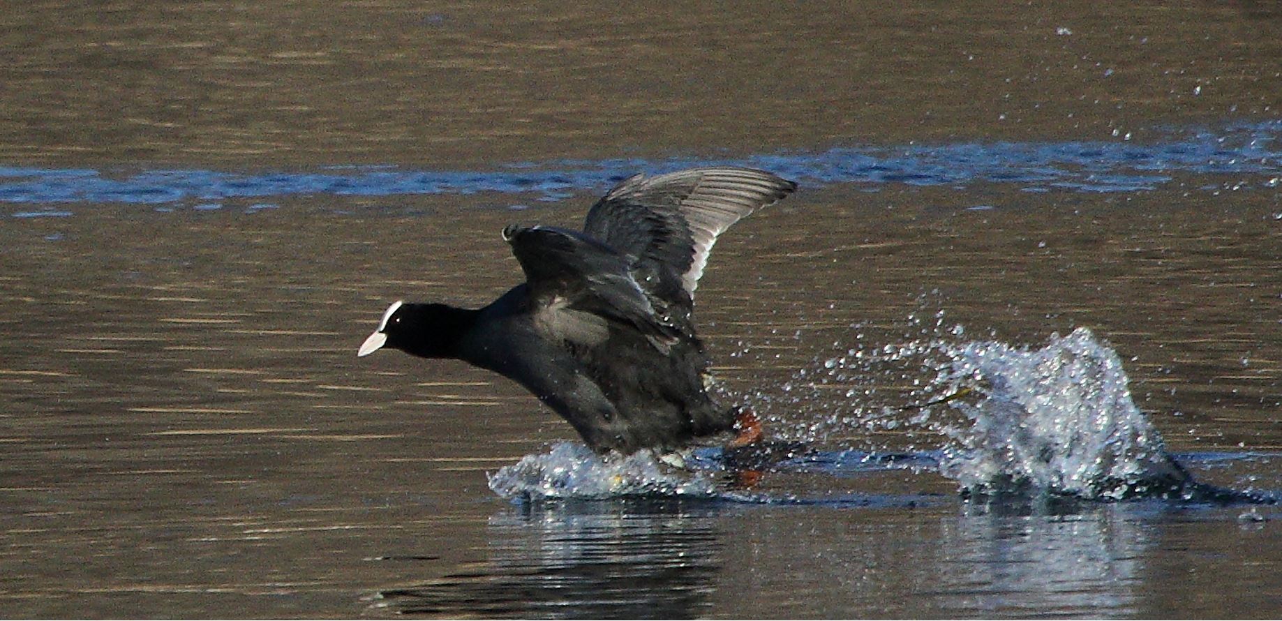 coot 29-01-2022