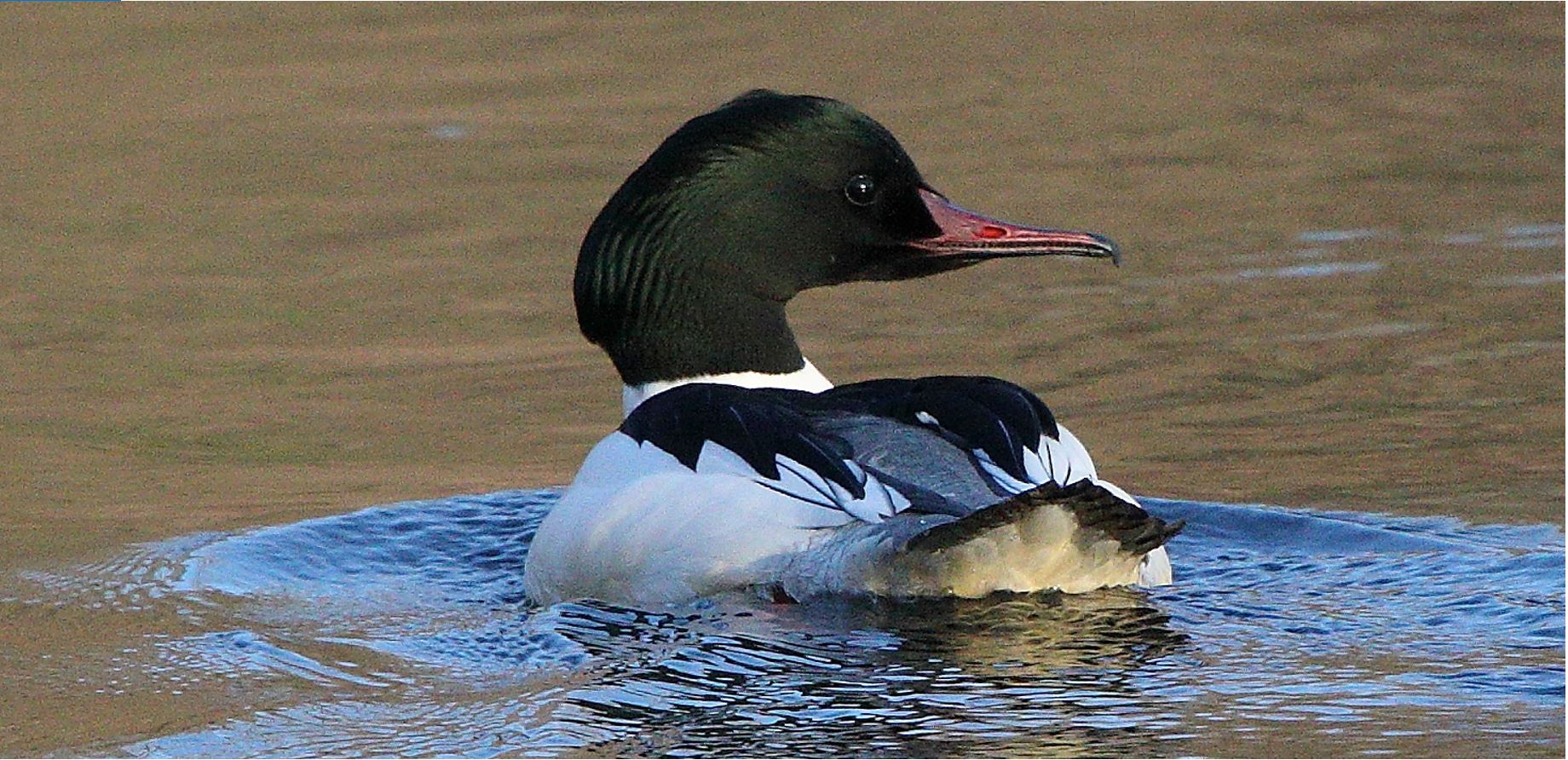 merganser M 29-01-2022