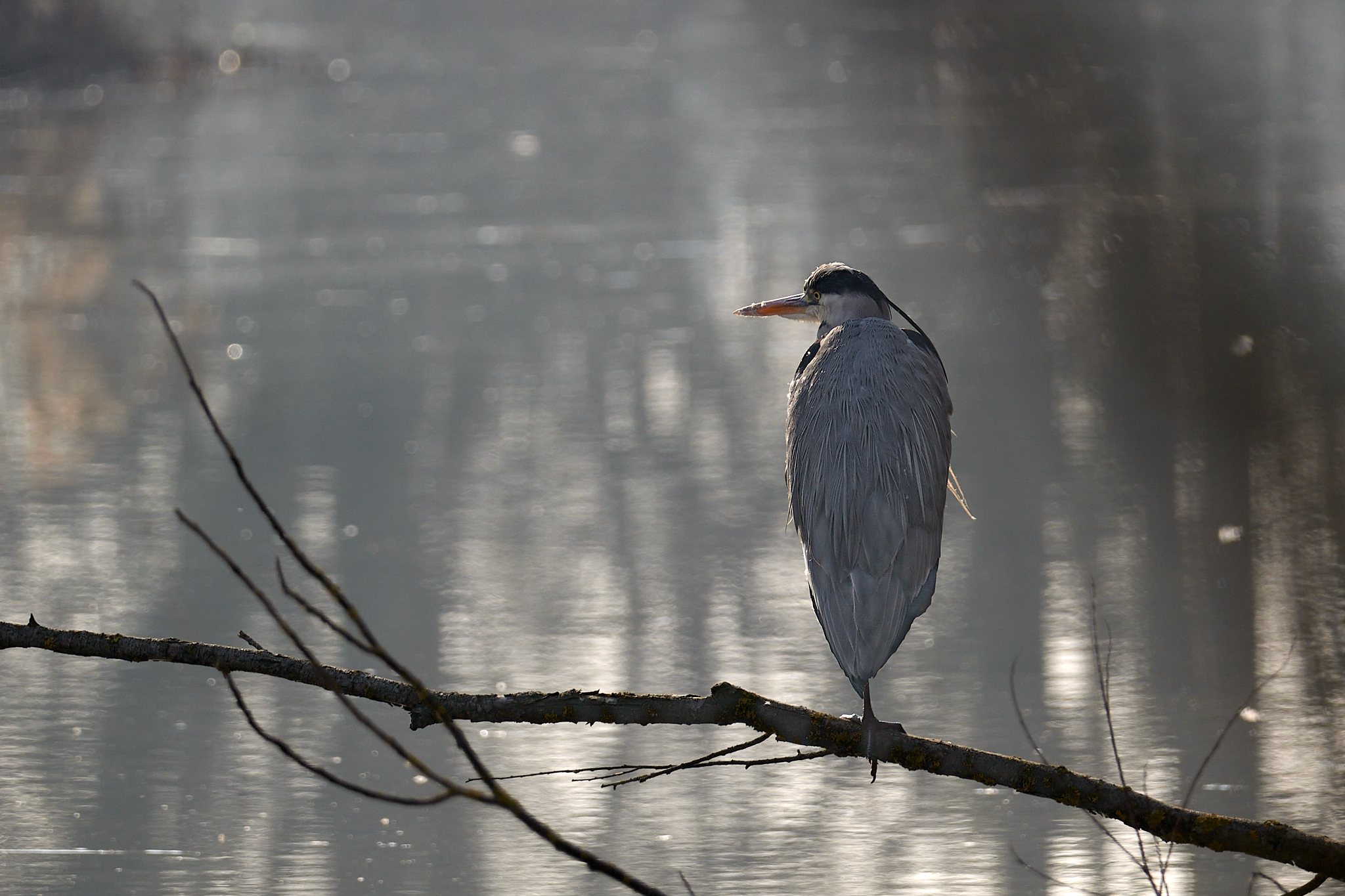 Grey heron