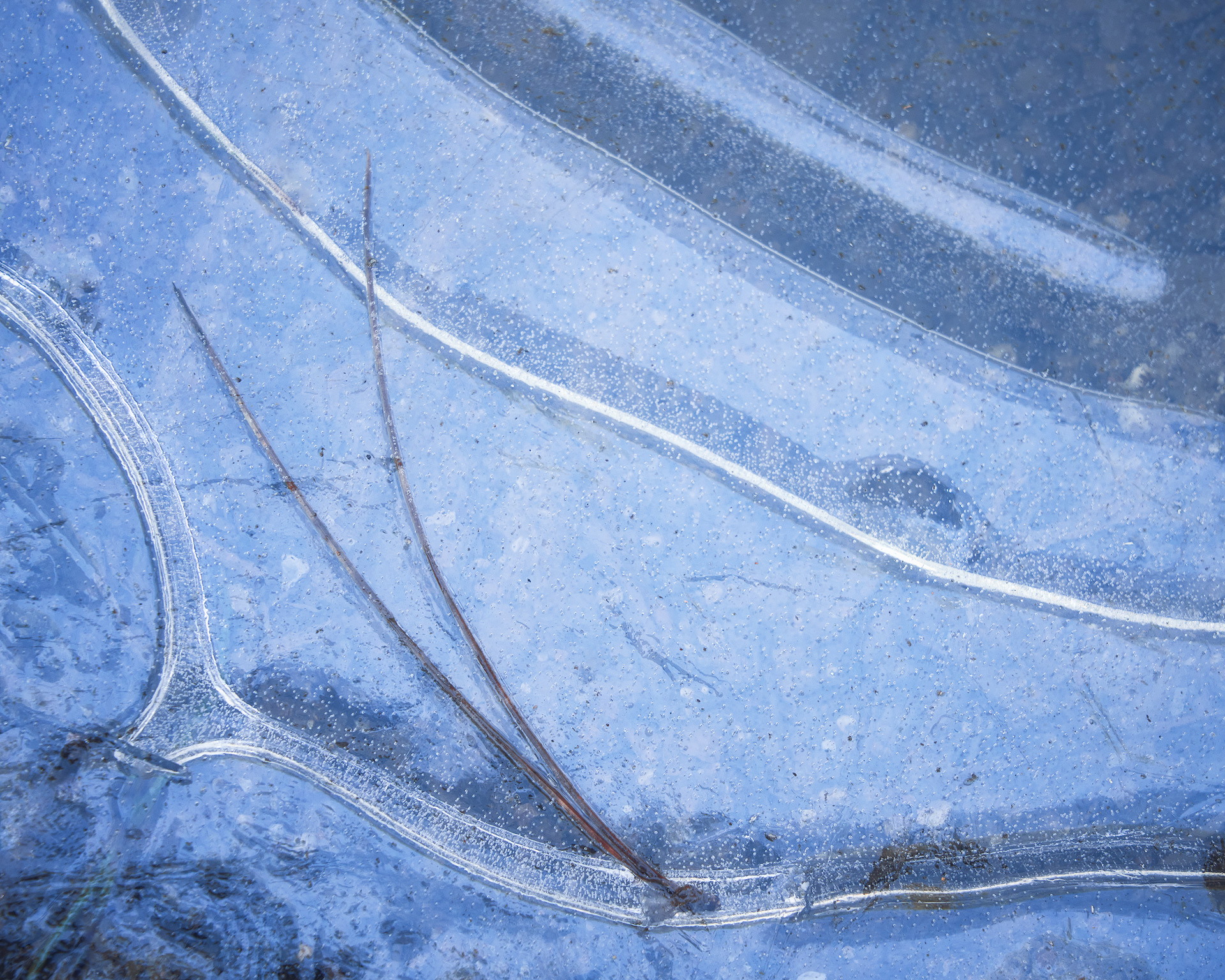 Aghi di pino sul ghiaccio