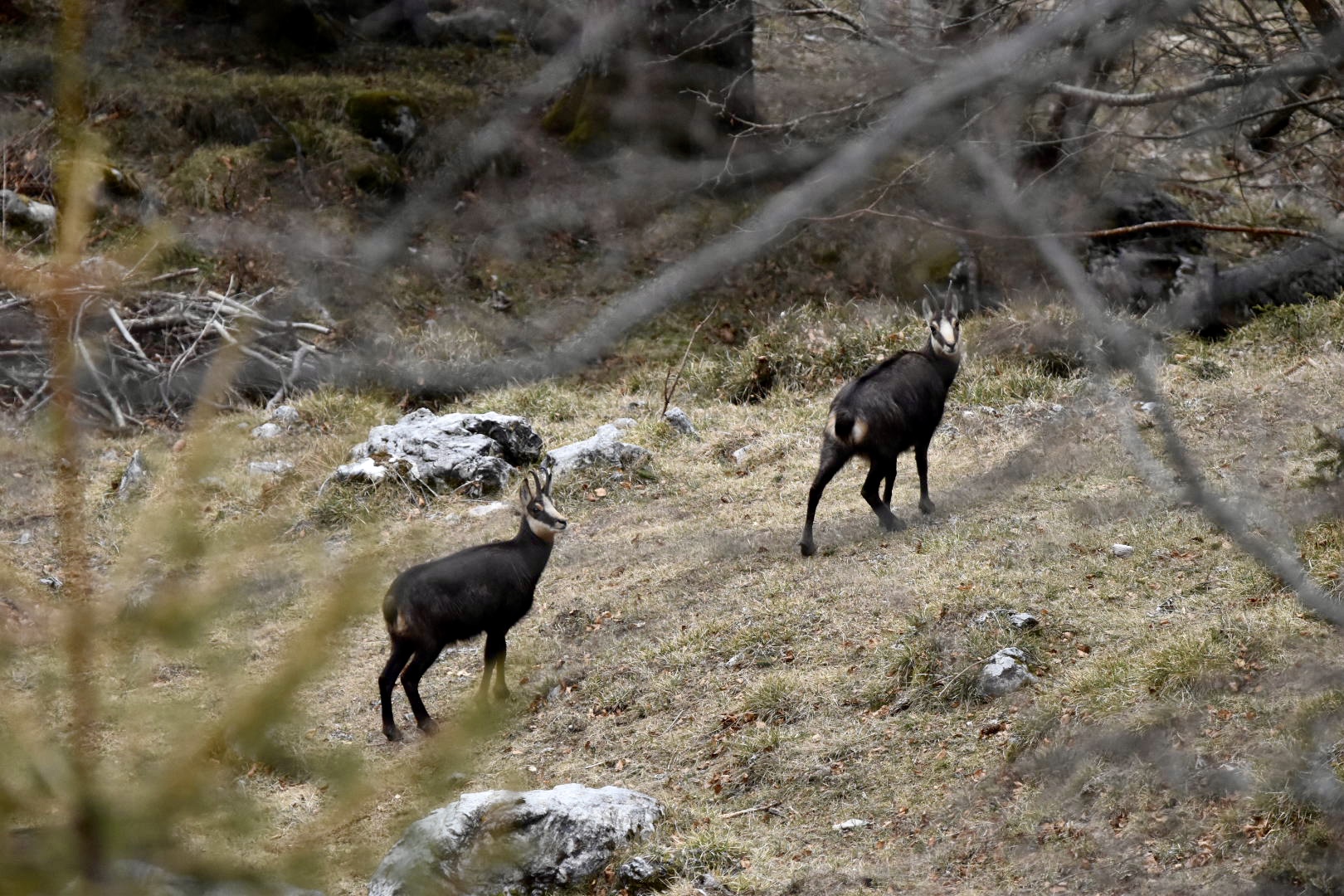 Alpine chamois