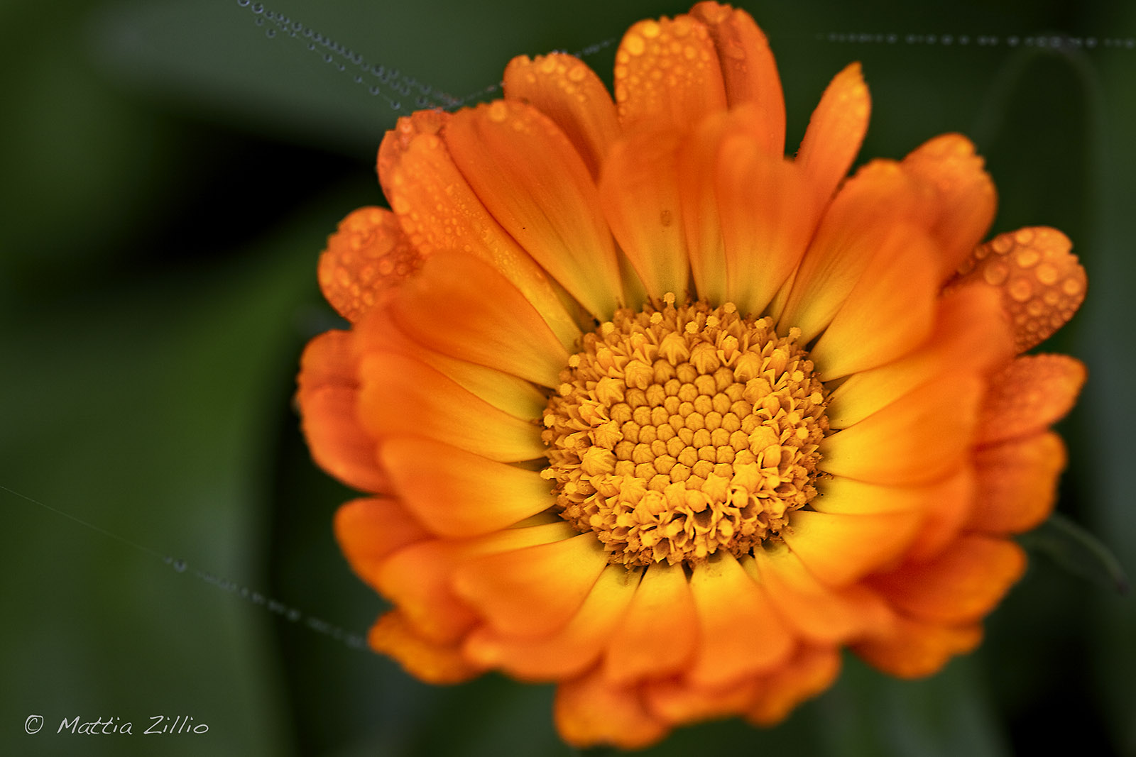 Orange Flower