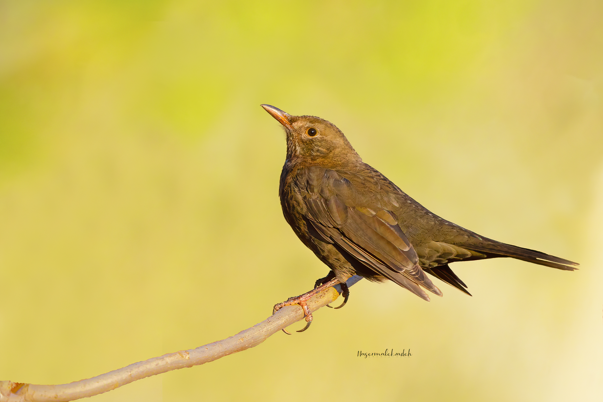 Eurasian blackbird