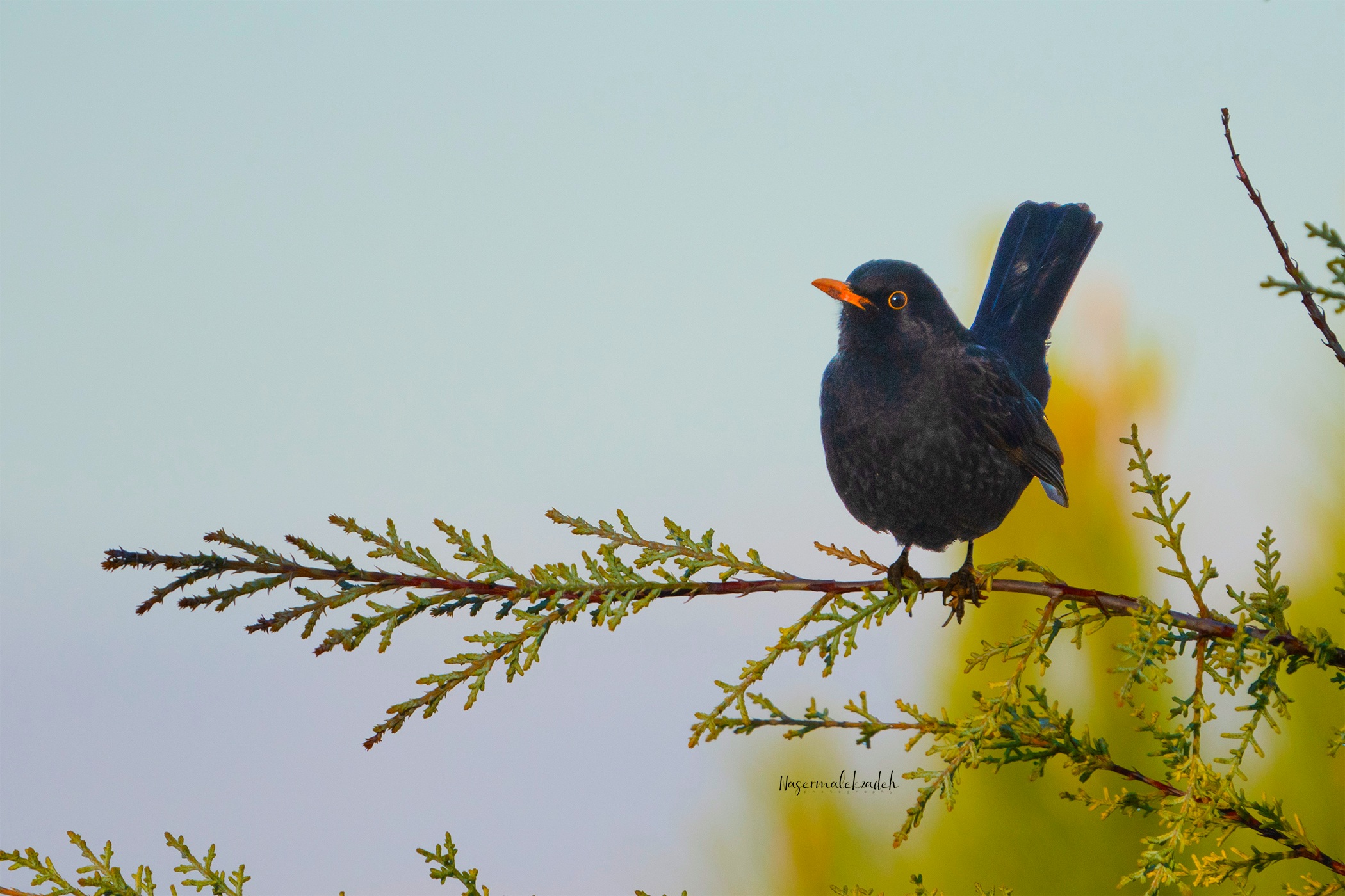 Eurasian blackbird