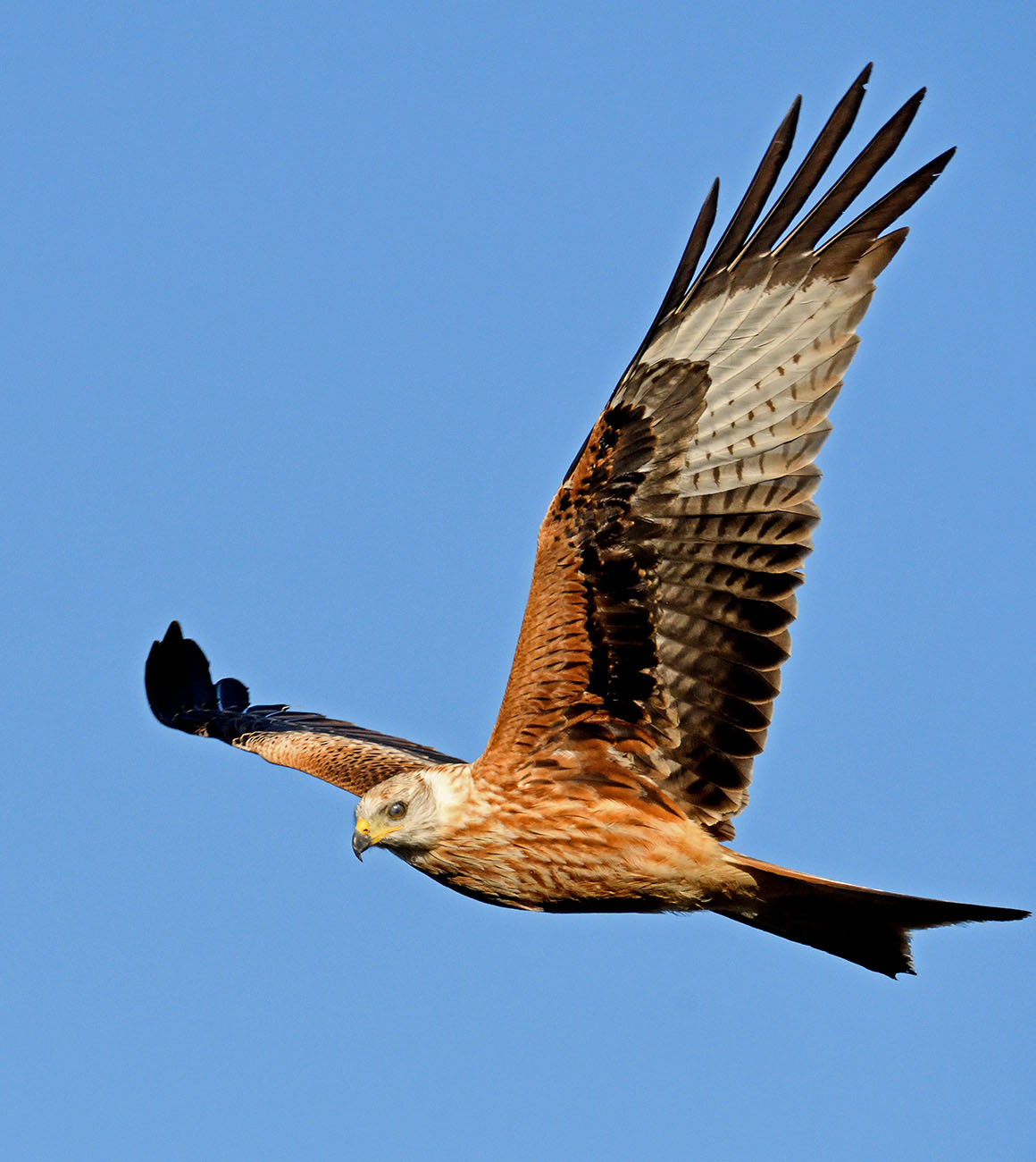 Red kite