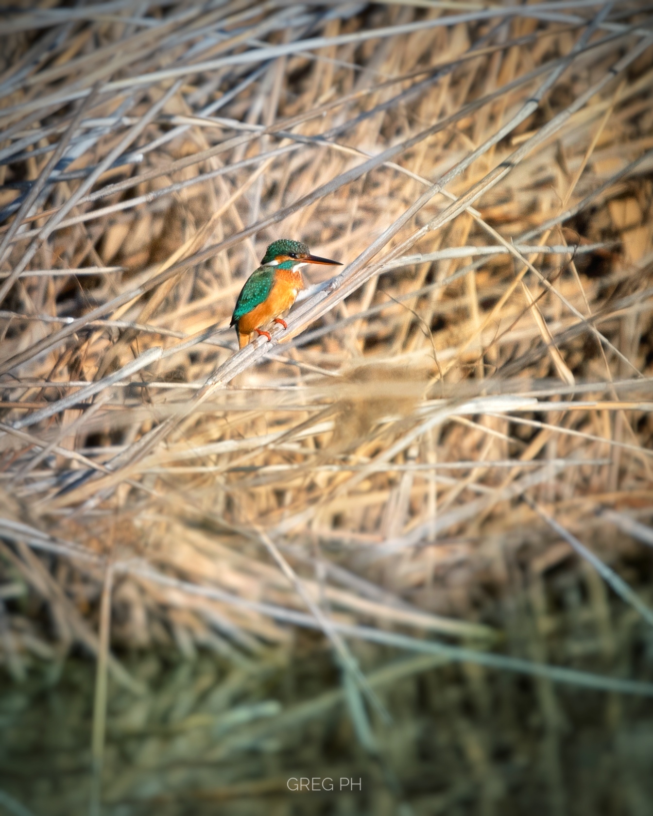 Kingfisher