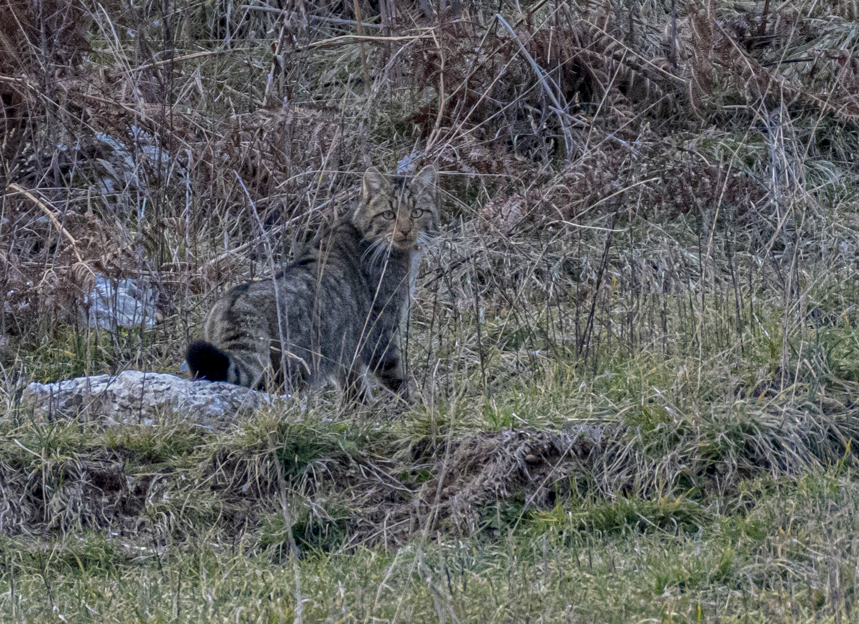 Gatto Selvatico(Felis silvestris)