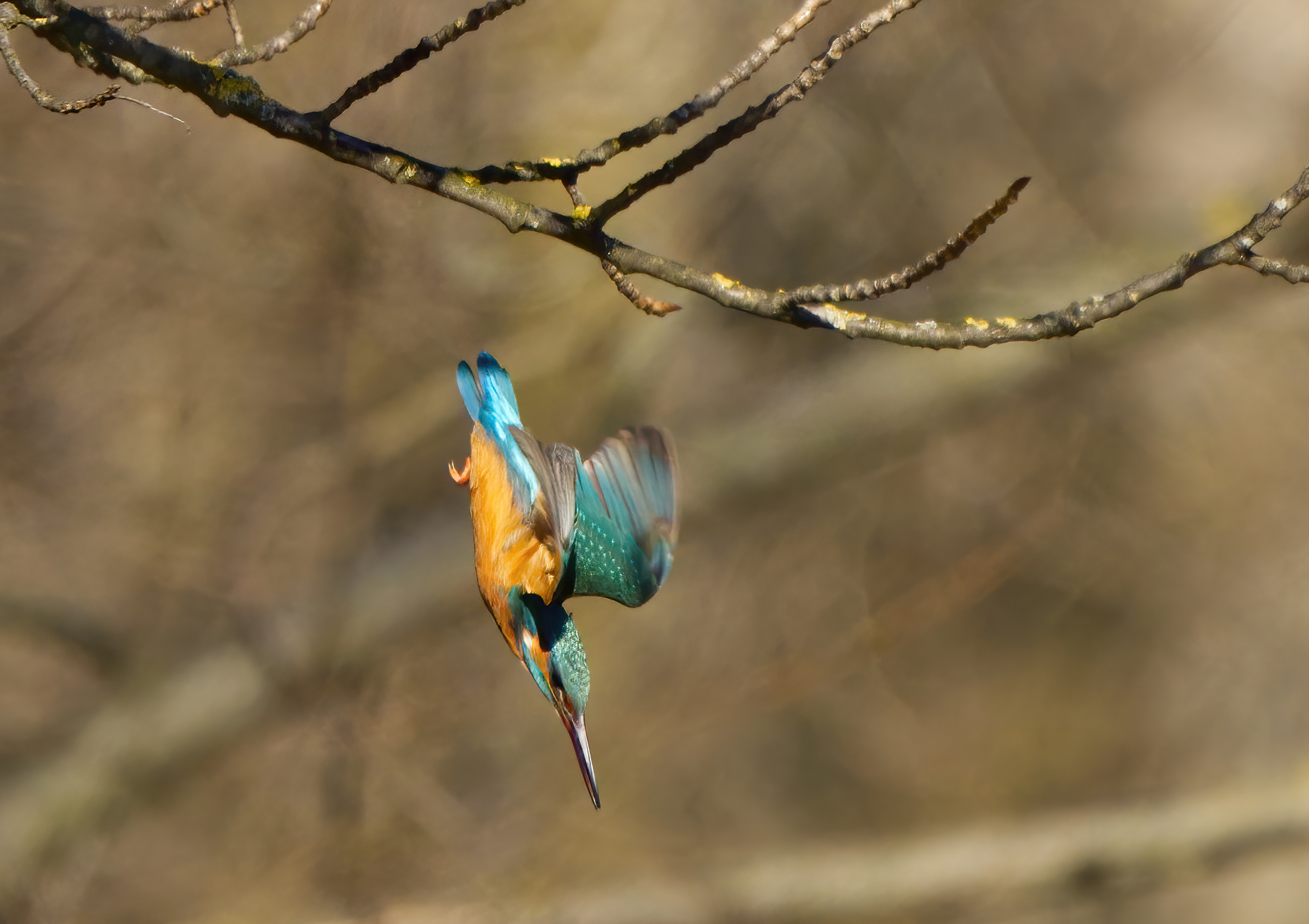 Swooping