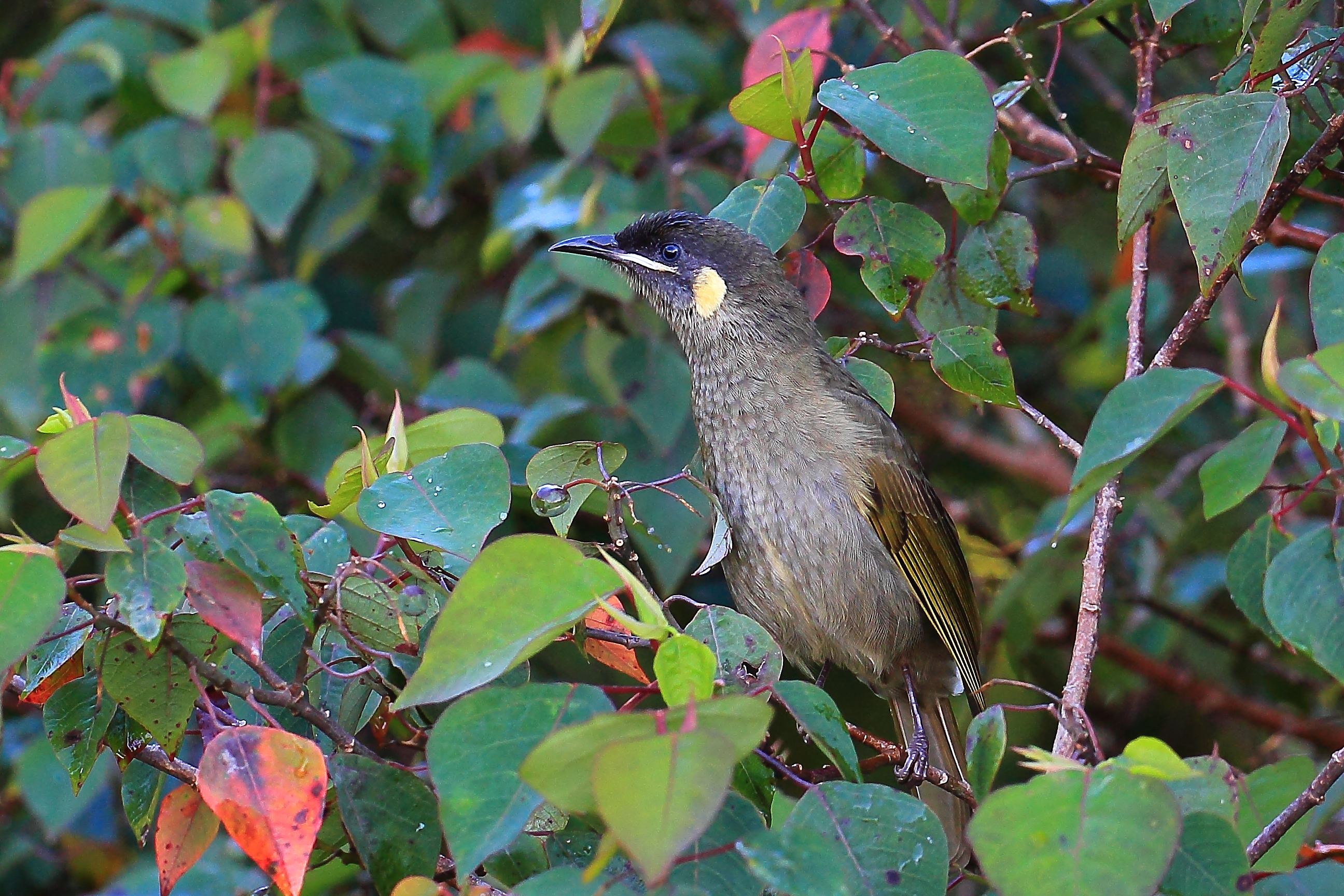Lewins Honeyeater