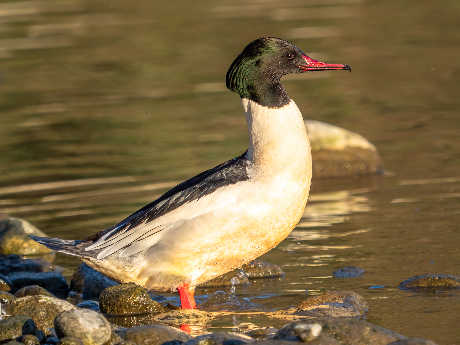 Greater merganser