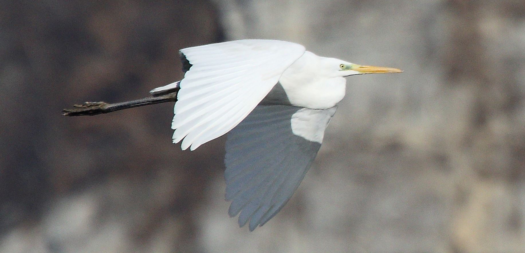 major white 29-01-2022