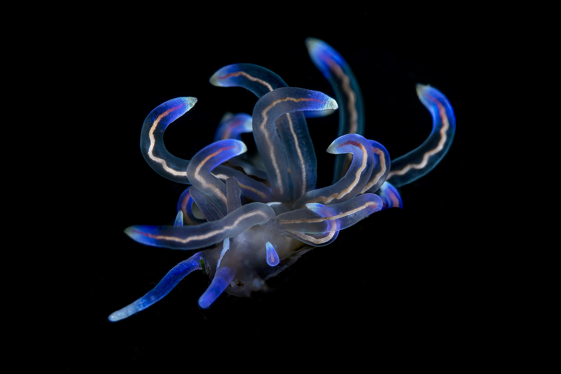 electric blue Phyllodesmium opalescens