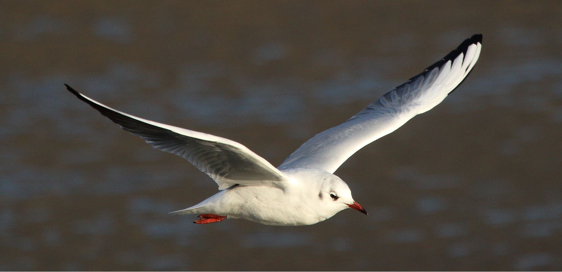 terrestrial gull 29-01-2022