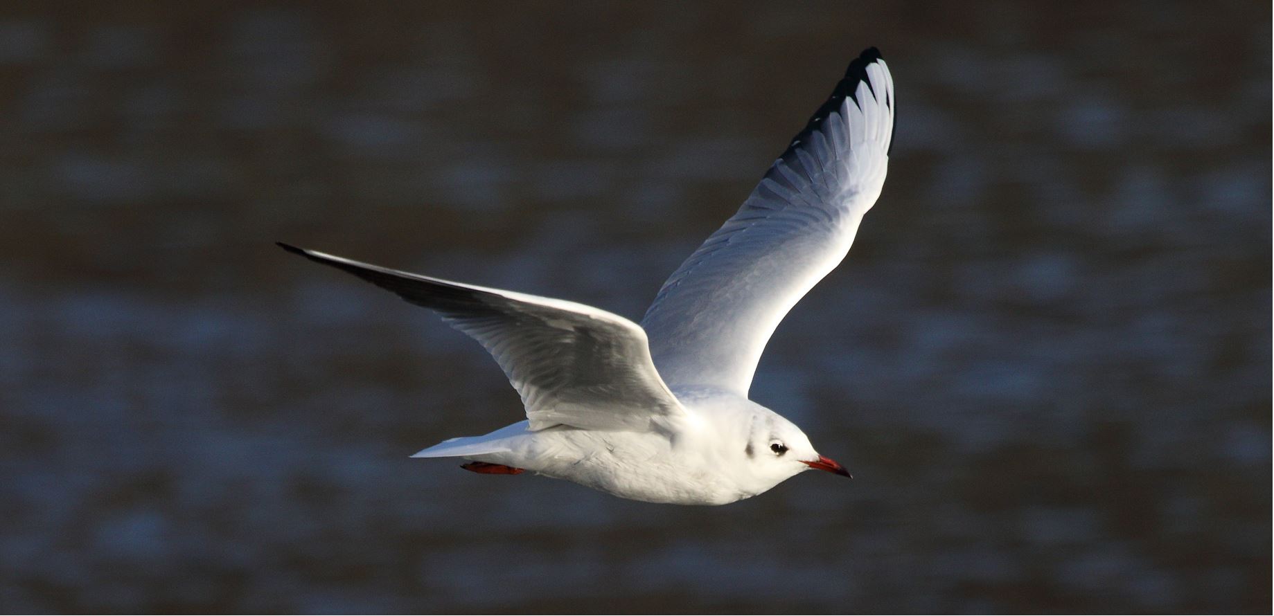 terrestrial gull 29-01-2022
