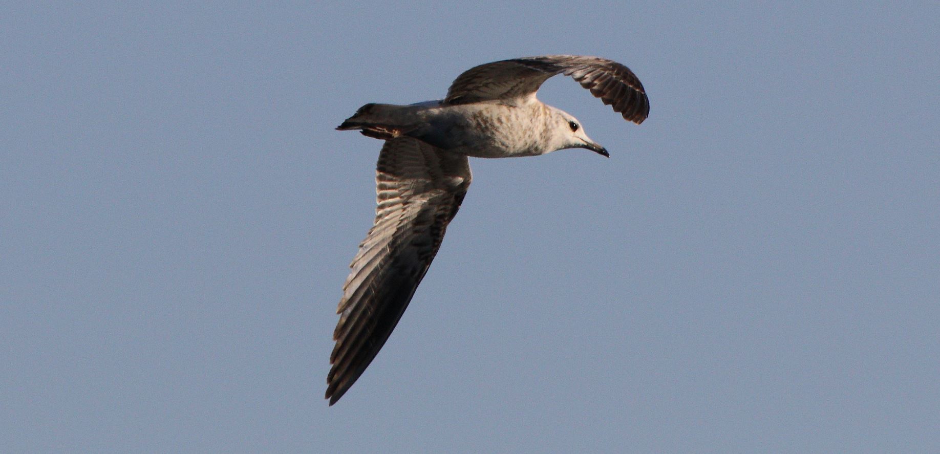 terrestrial gull 29-01-2022