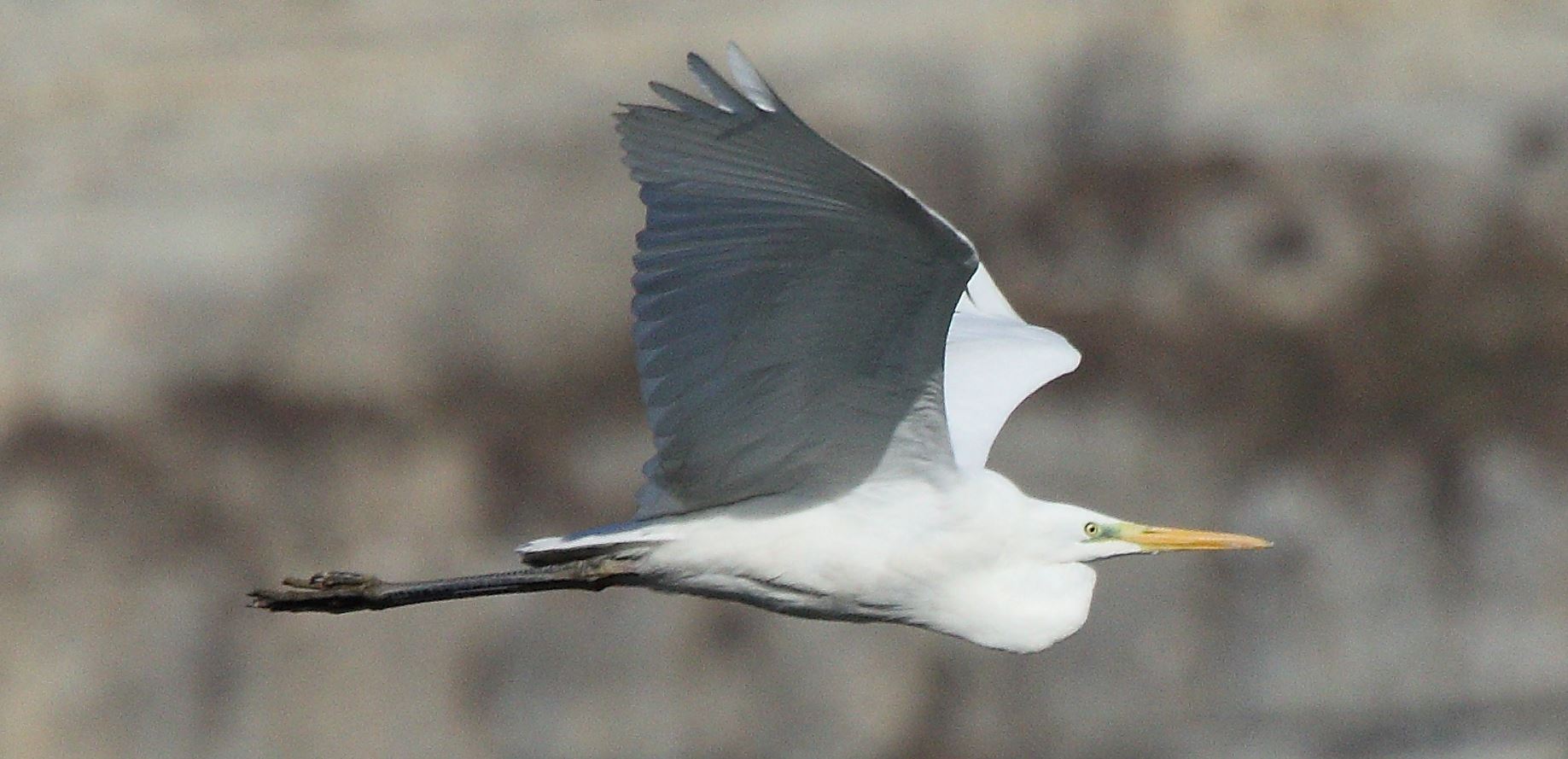 major white 29-01-2022