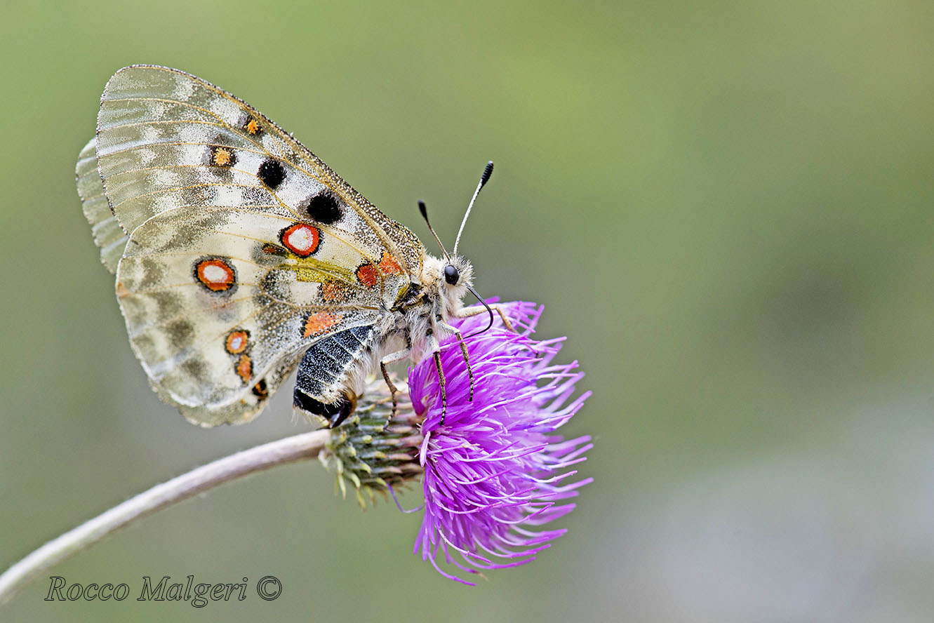 Parnassius apollo