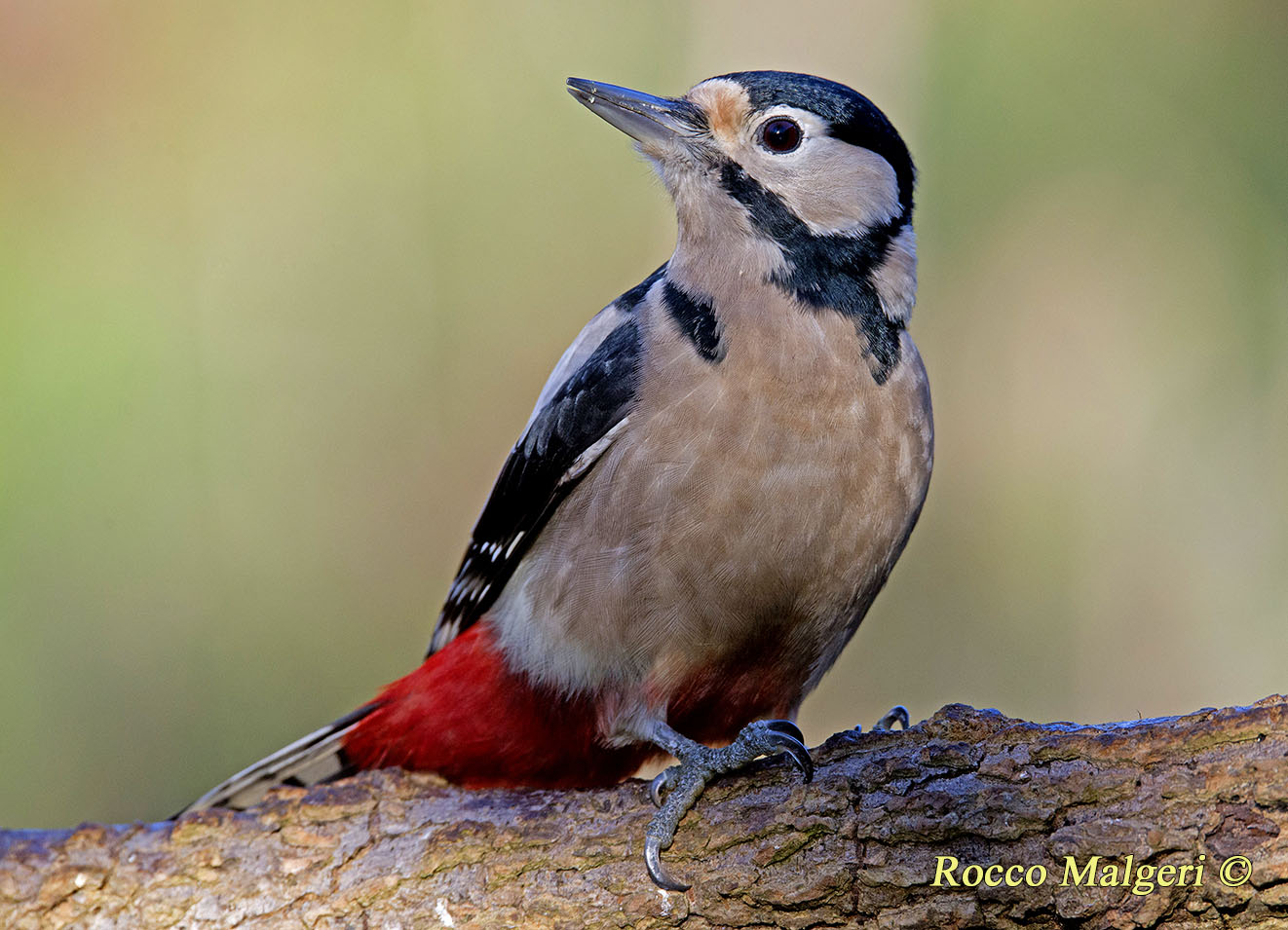 Greater red woodpecker