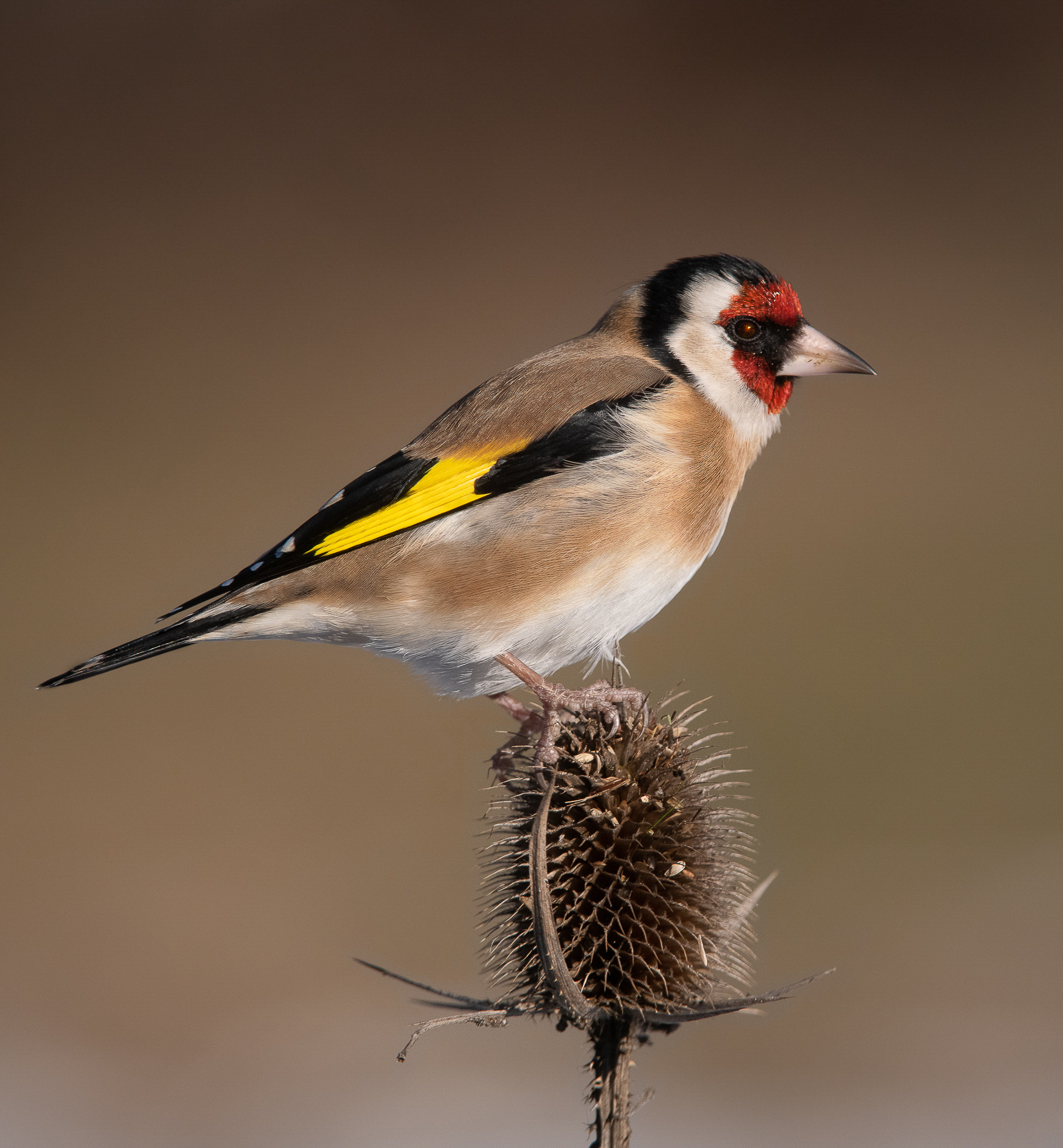 Cardellino, il cui nome deriva dal cardo