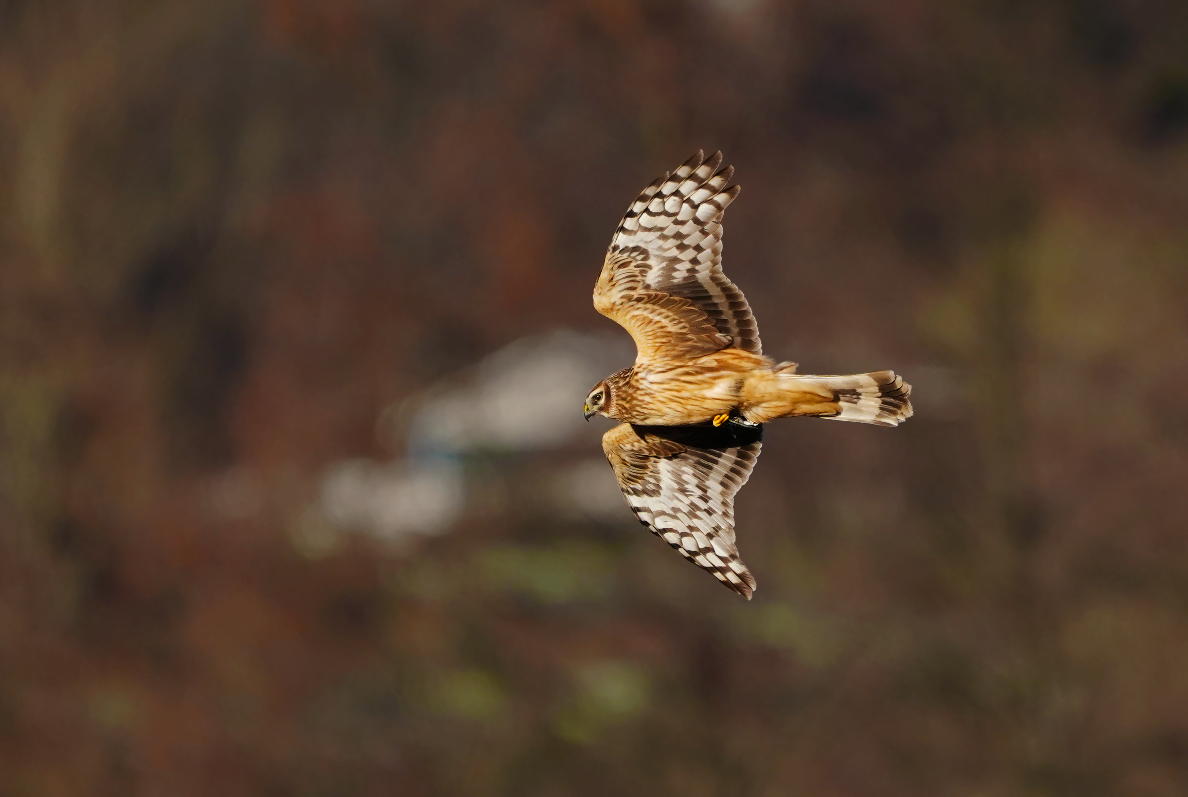 femmina albanella reale