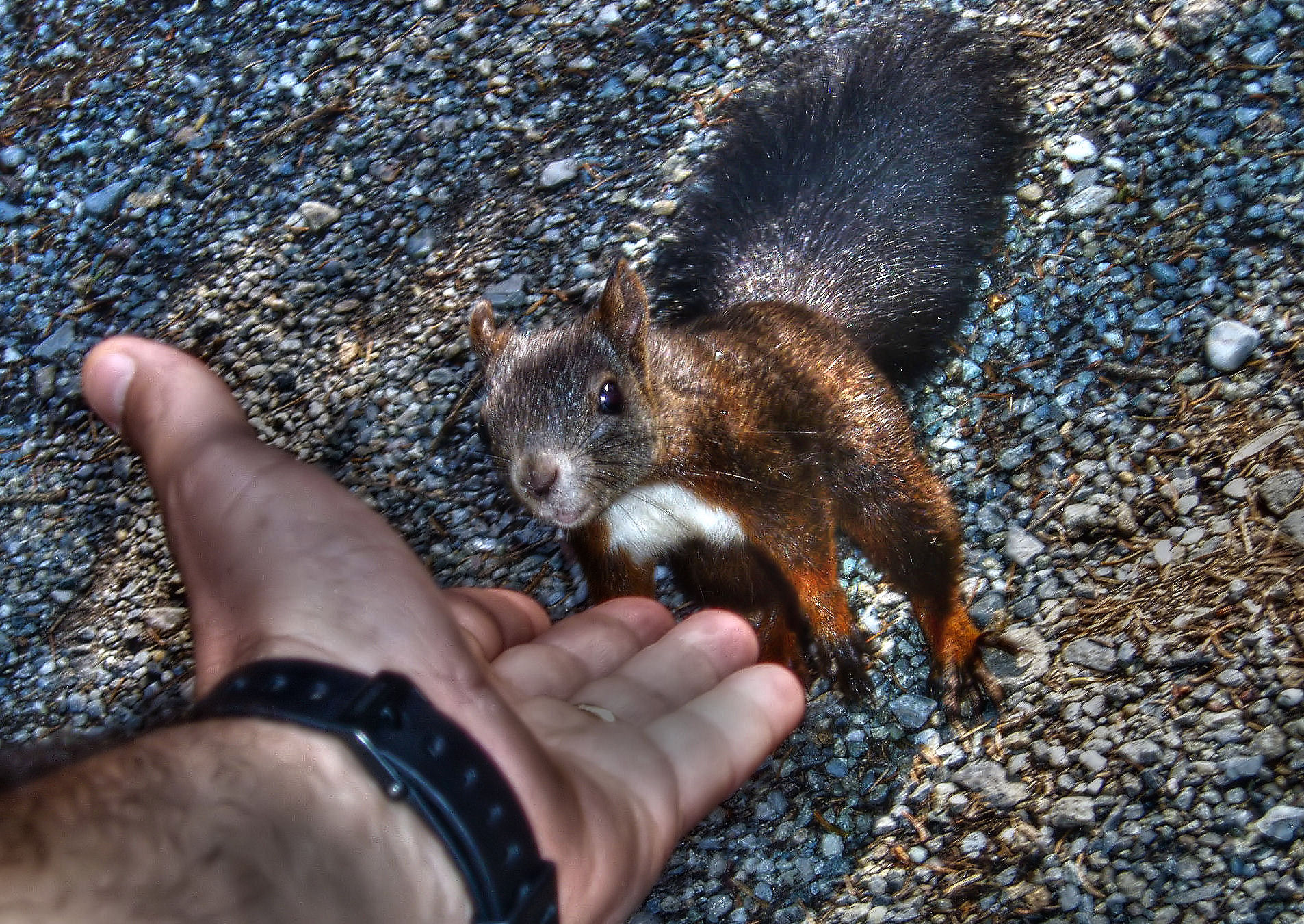 Mi Fido di Te   (hdr)