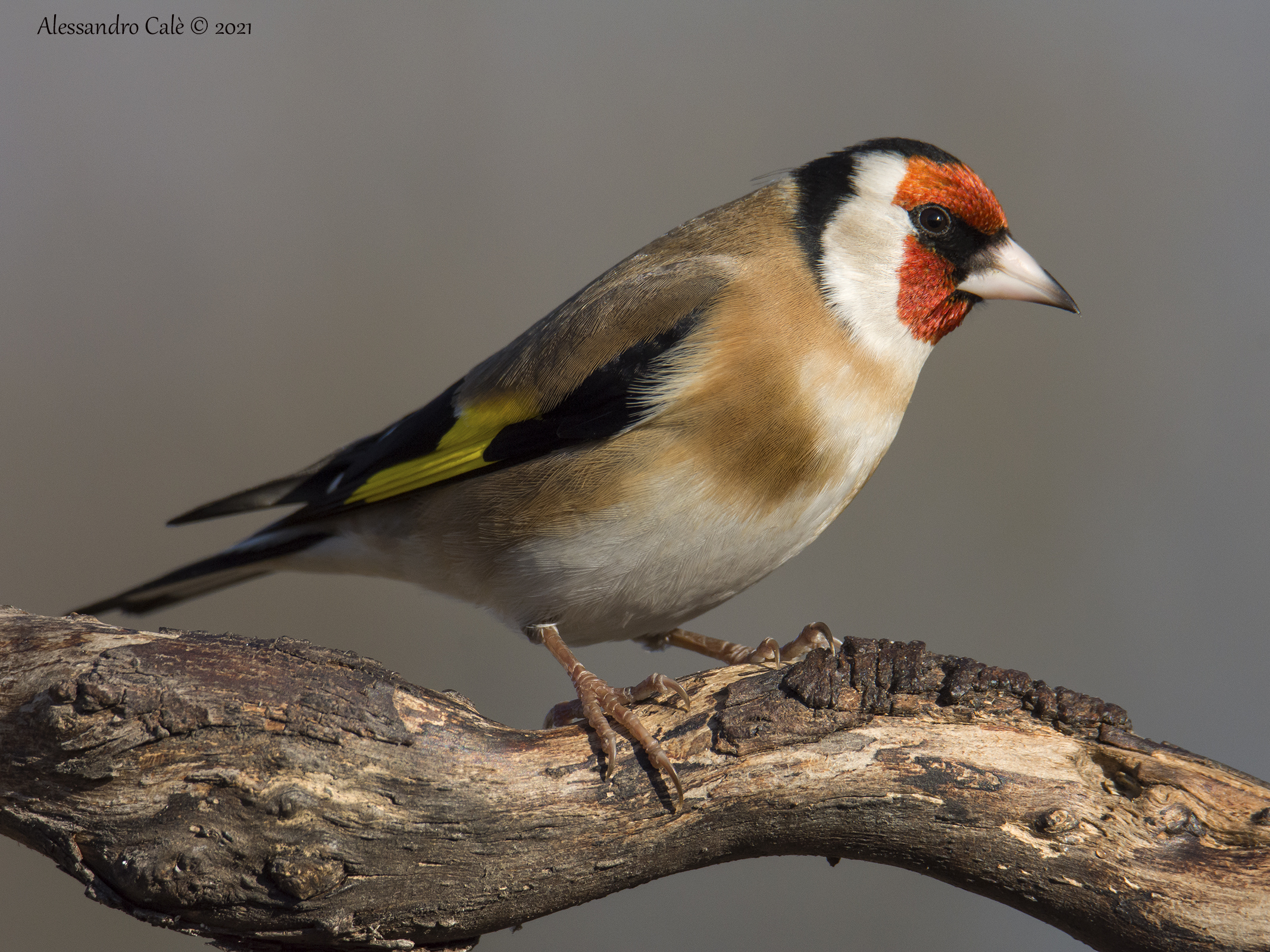 Carduelis carduelis (Cardellino) 2452