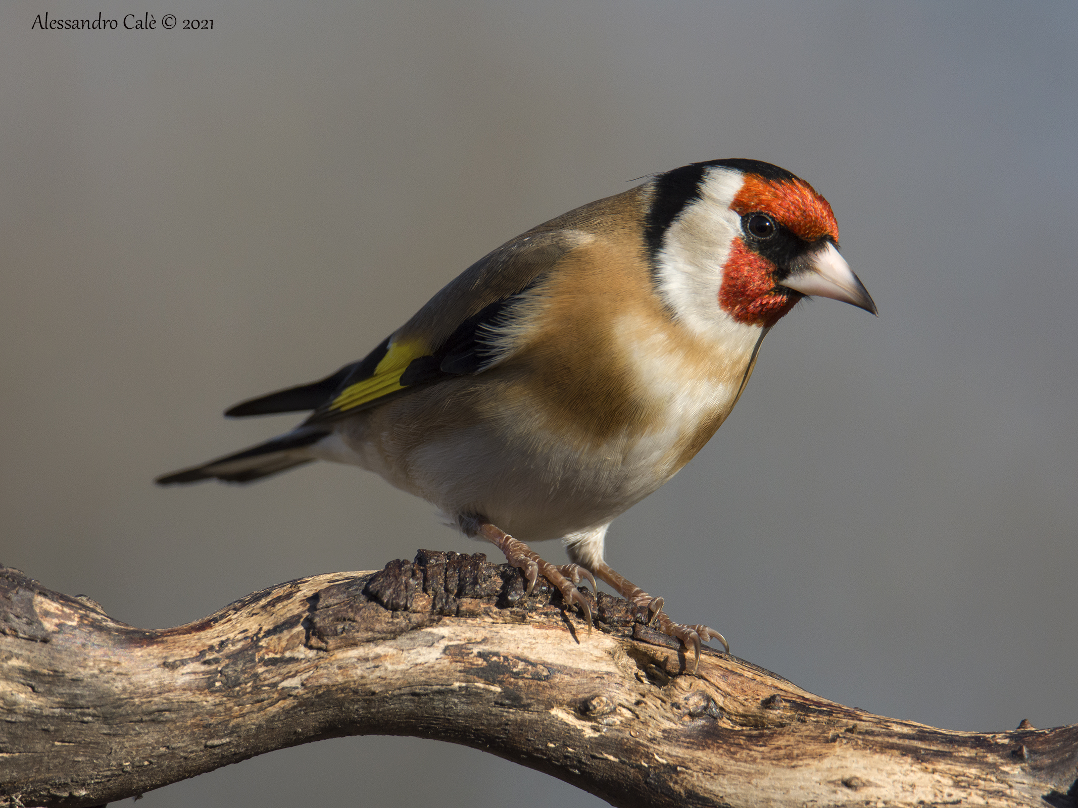 Carduelis carduelis (Cardellino) 2457