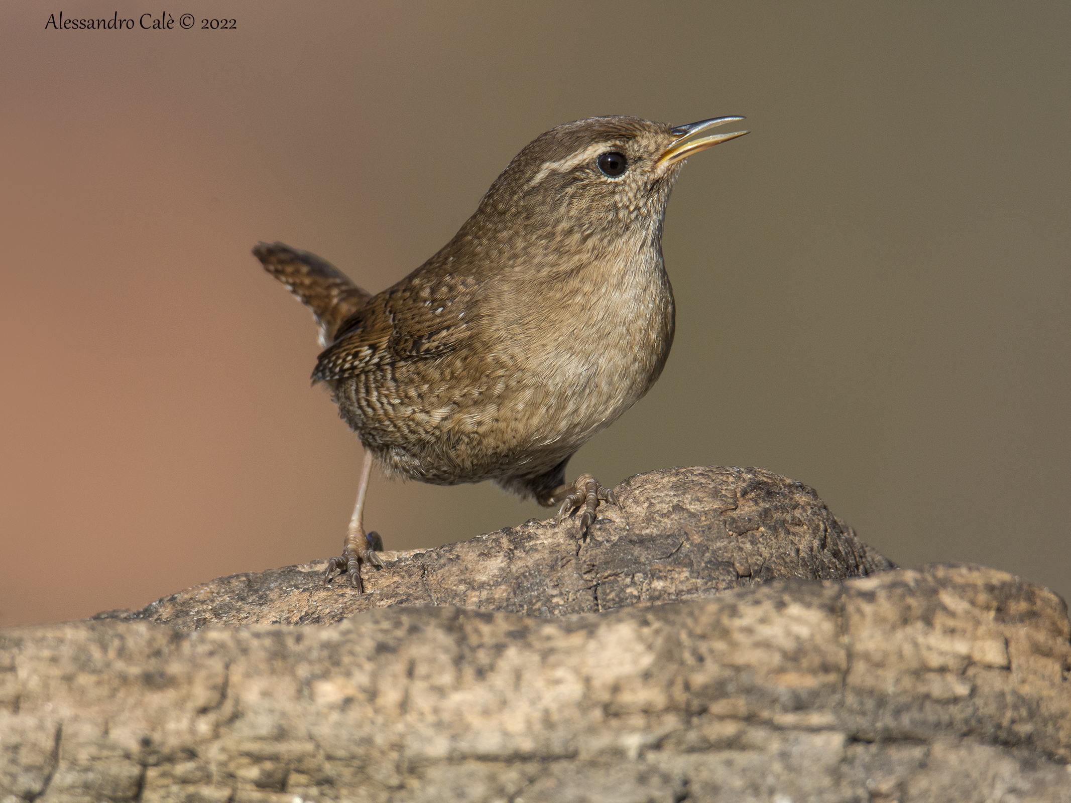 Troglodytes troglodytes (Scricciolo) 4608
