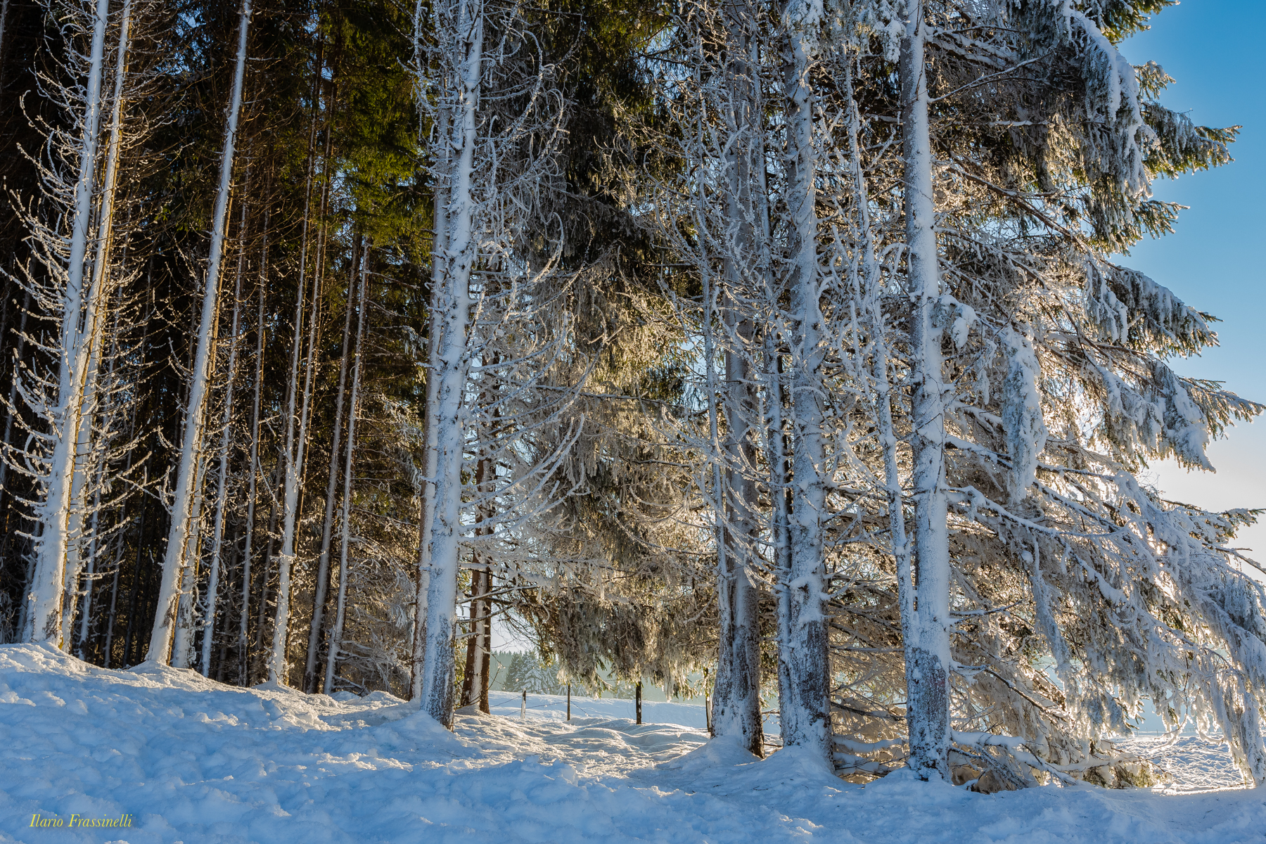 Galaverna in controluce