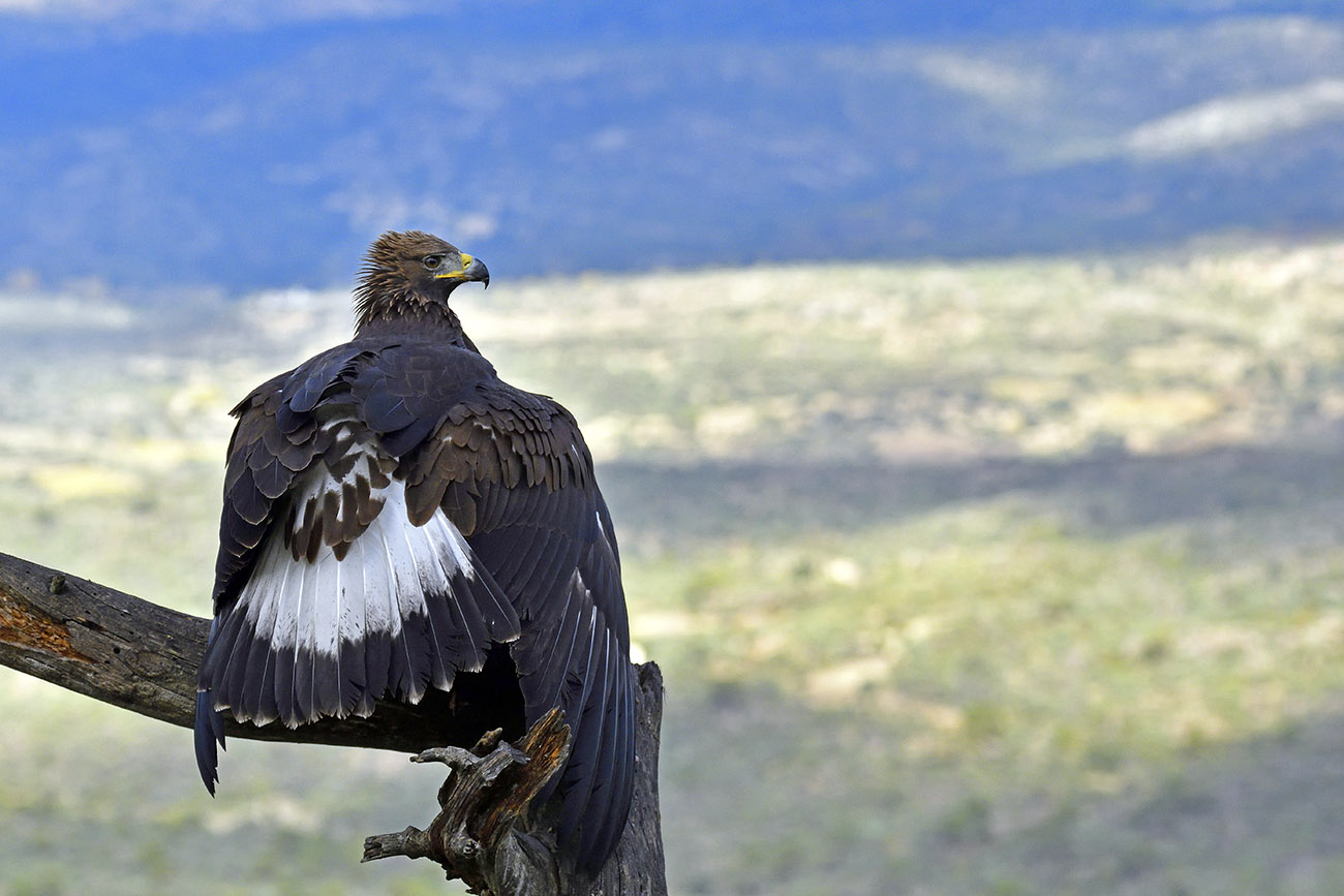Golden eagle